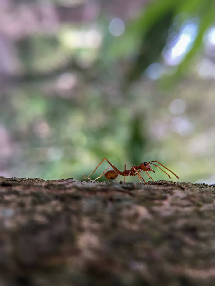 Selective Focus Ant Background