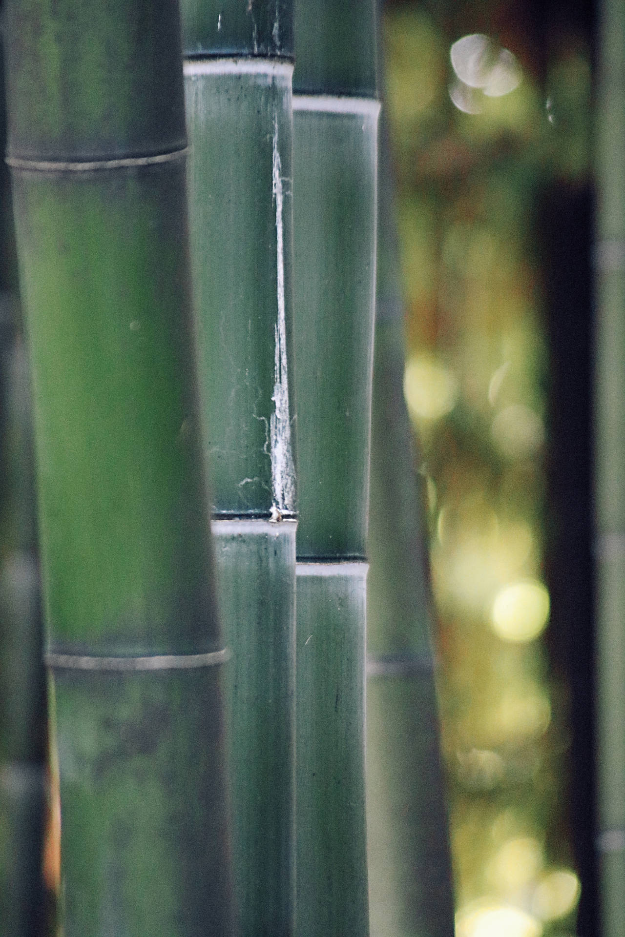 Selective Focus Bamboo Hd Background