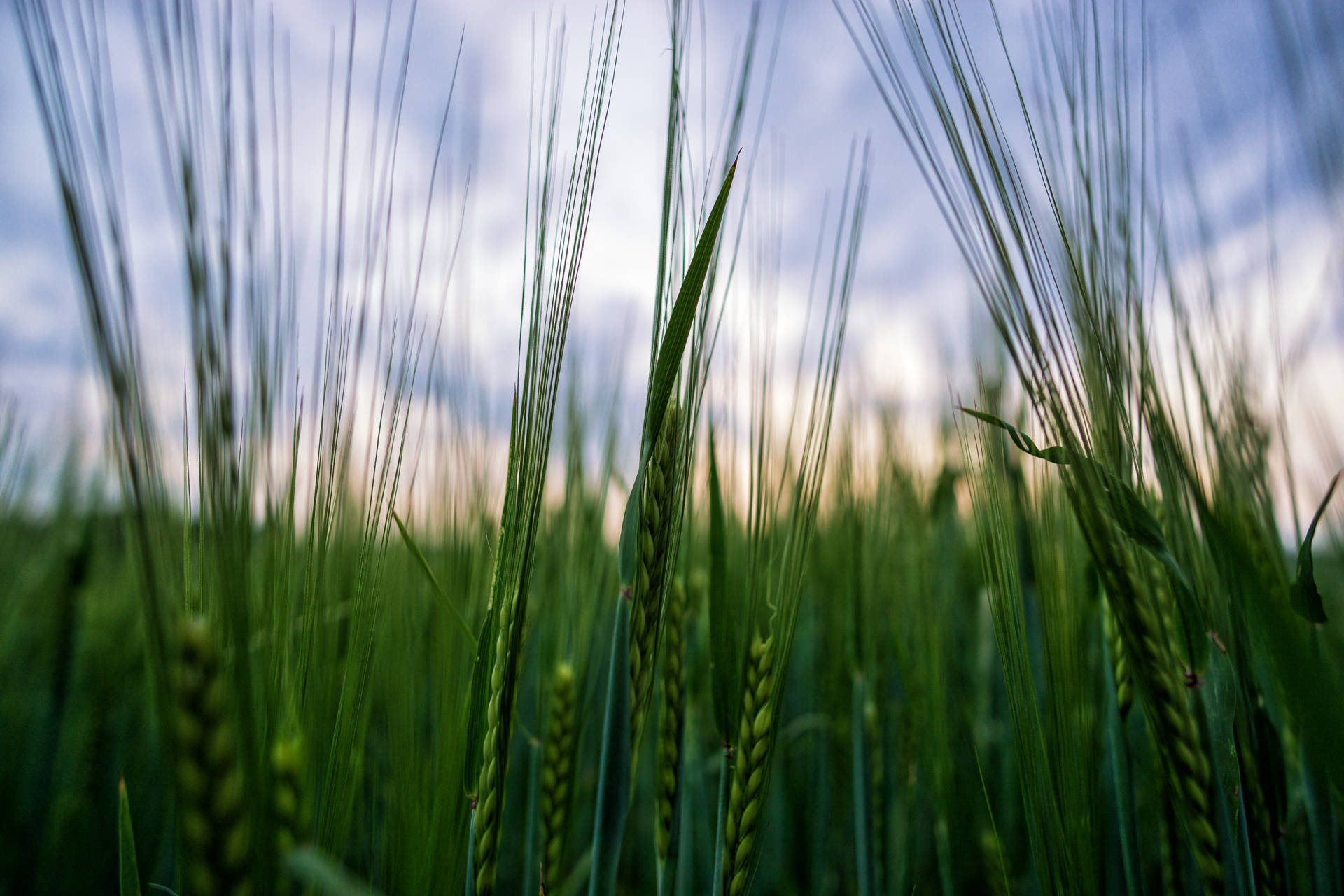 Selective Focus Deep Green Wheat Field