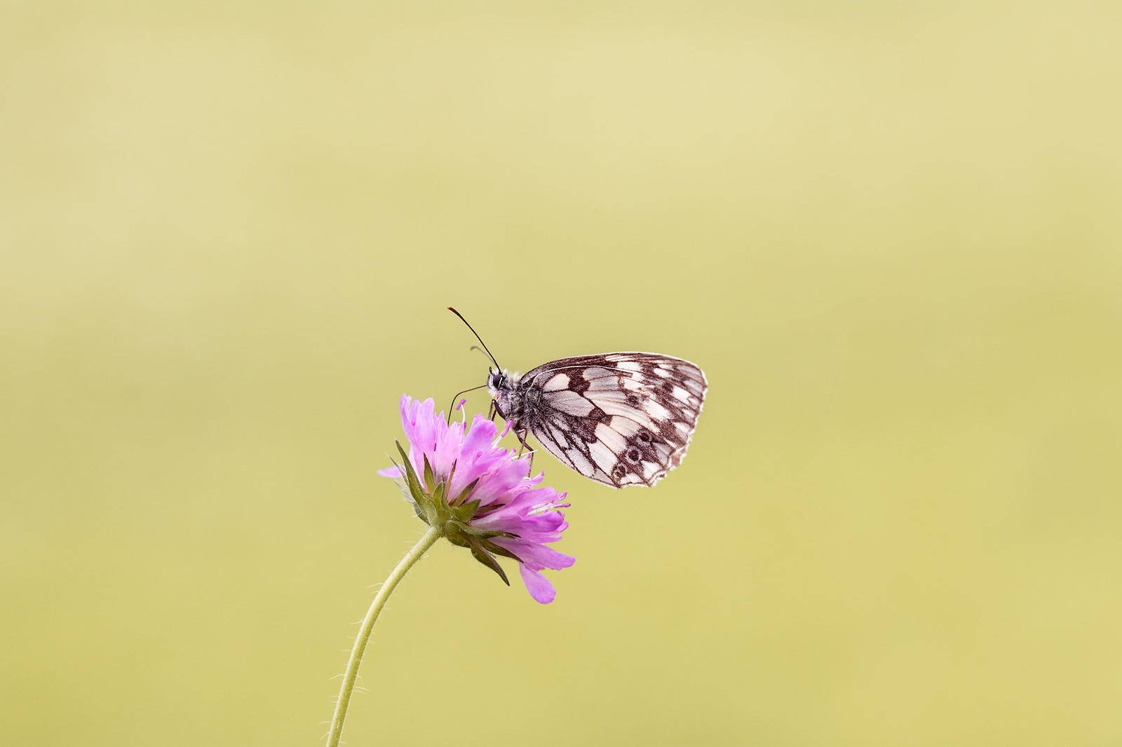 Selective Focus Full Hd Butterfly Pink Flower