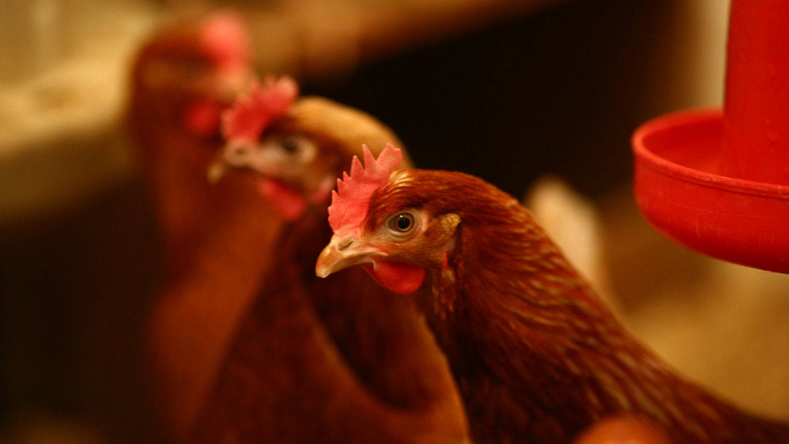 Selective Focus Hen Background