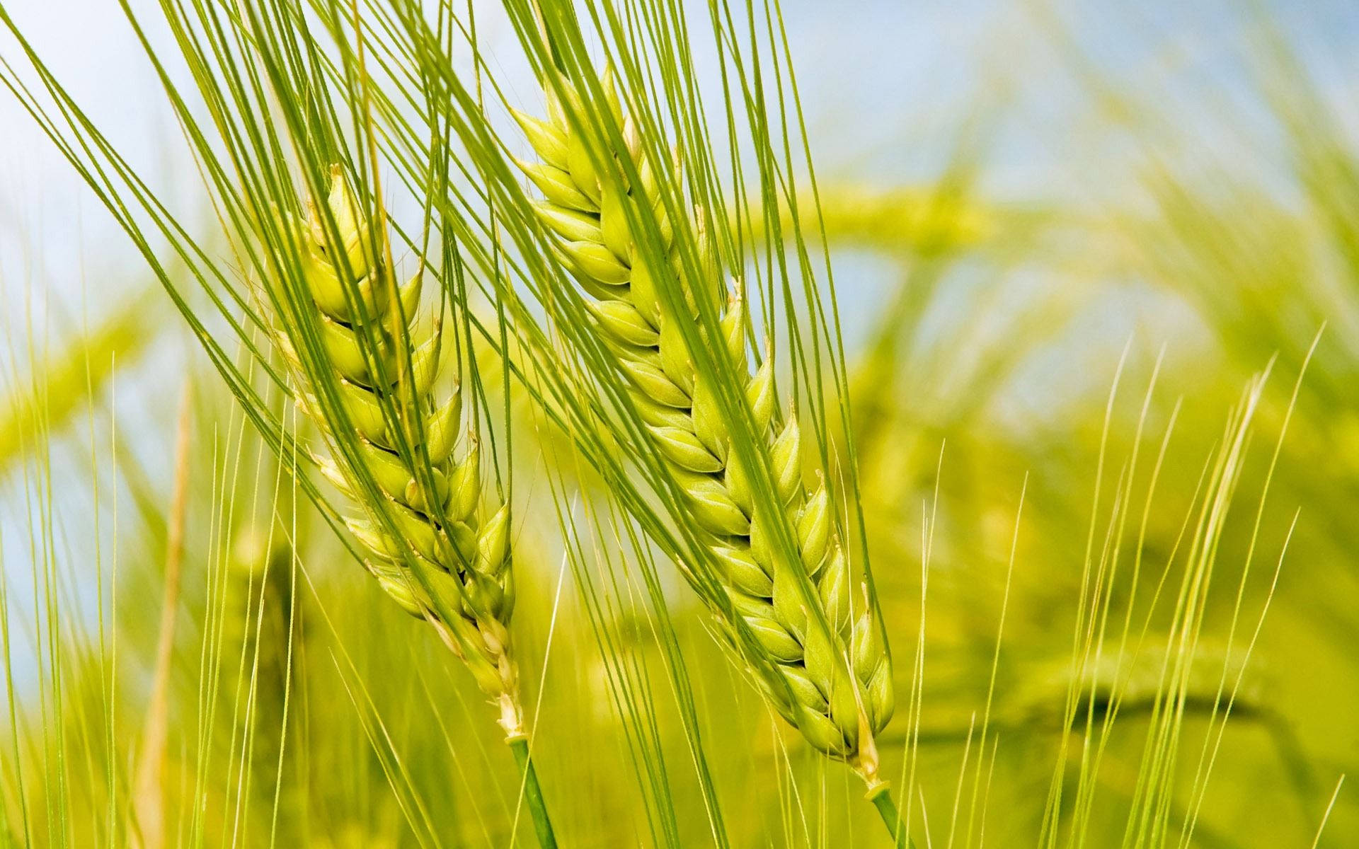 Selective Focus Image Of Green Wheat Field