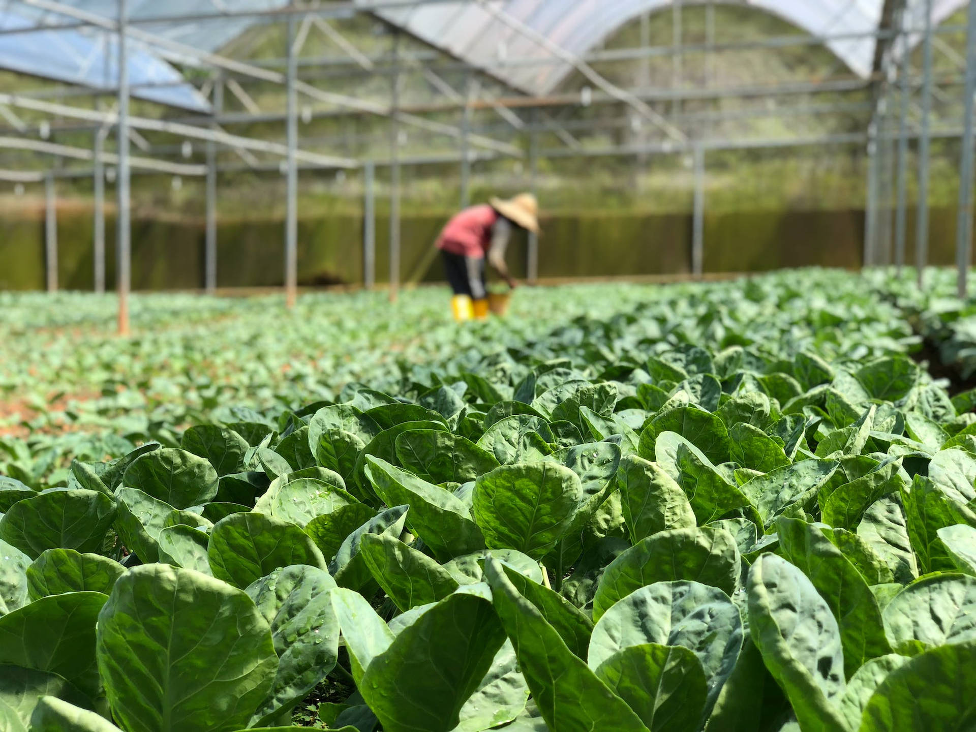 Selective Focus Lettuce Background