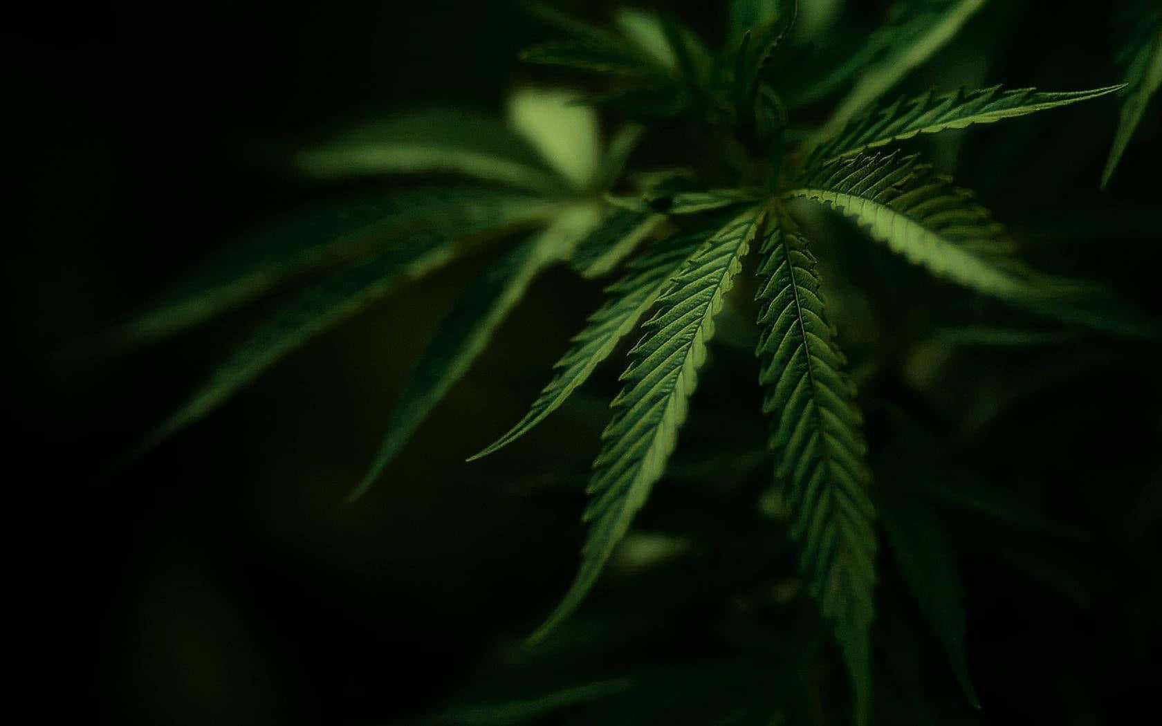 Selective Focus Photo Of Cannabis Leaf Background