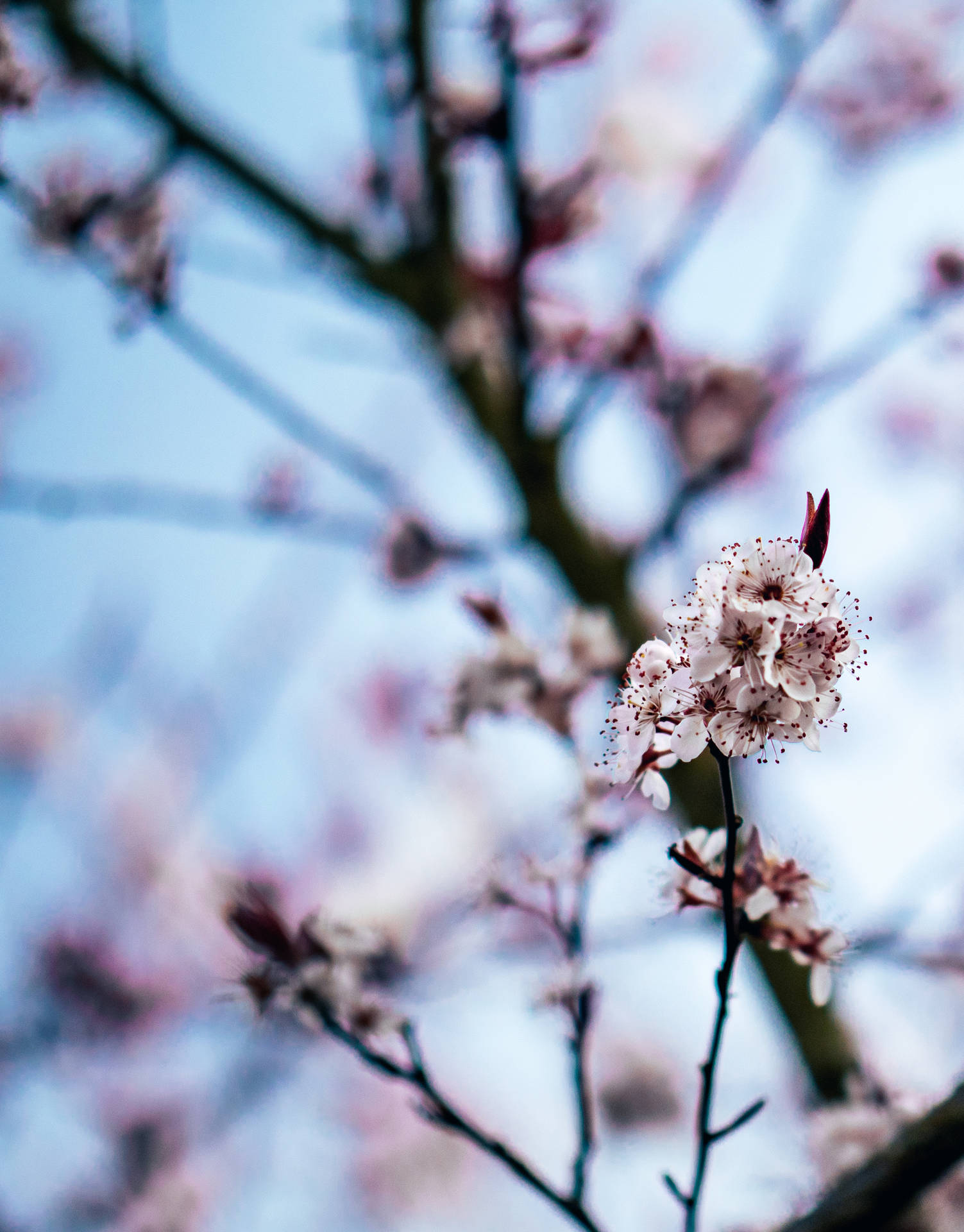 Selective Focus Photography Of A Pink Cherry Blossom Tree Background