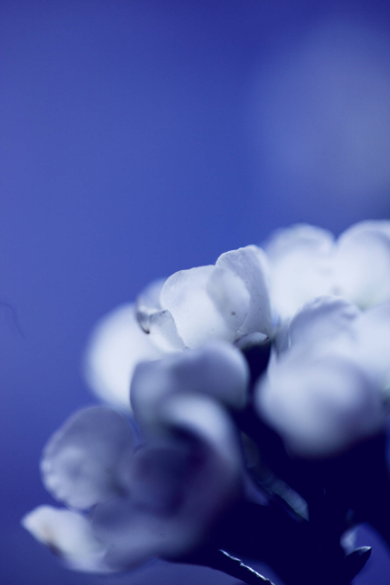 Selective Focus Photography Of White Petal Flower Background