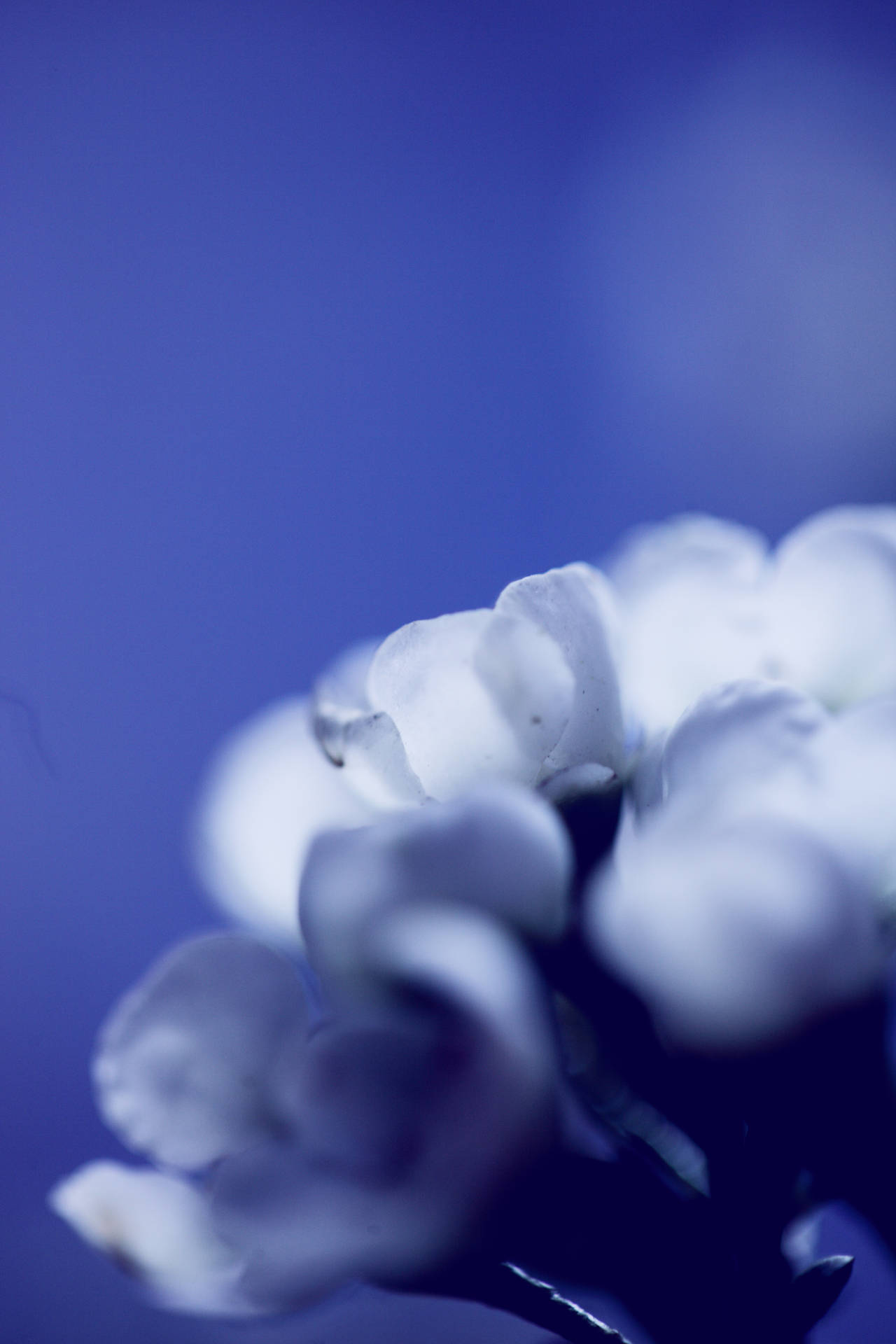 Selective Focus Photography Of White Petal Flower