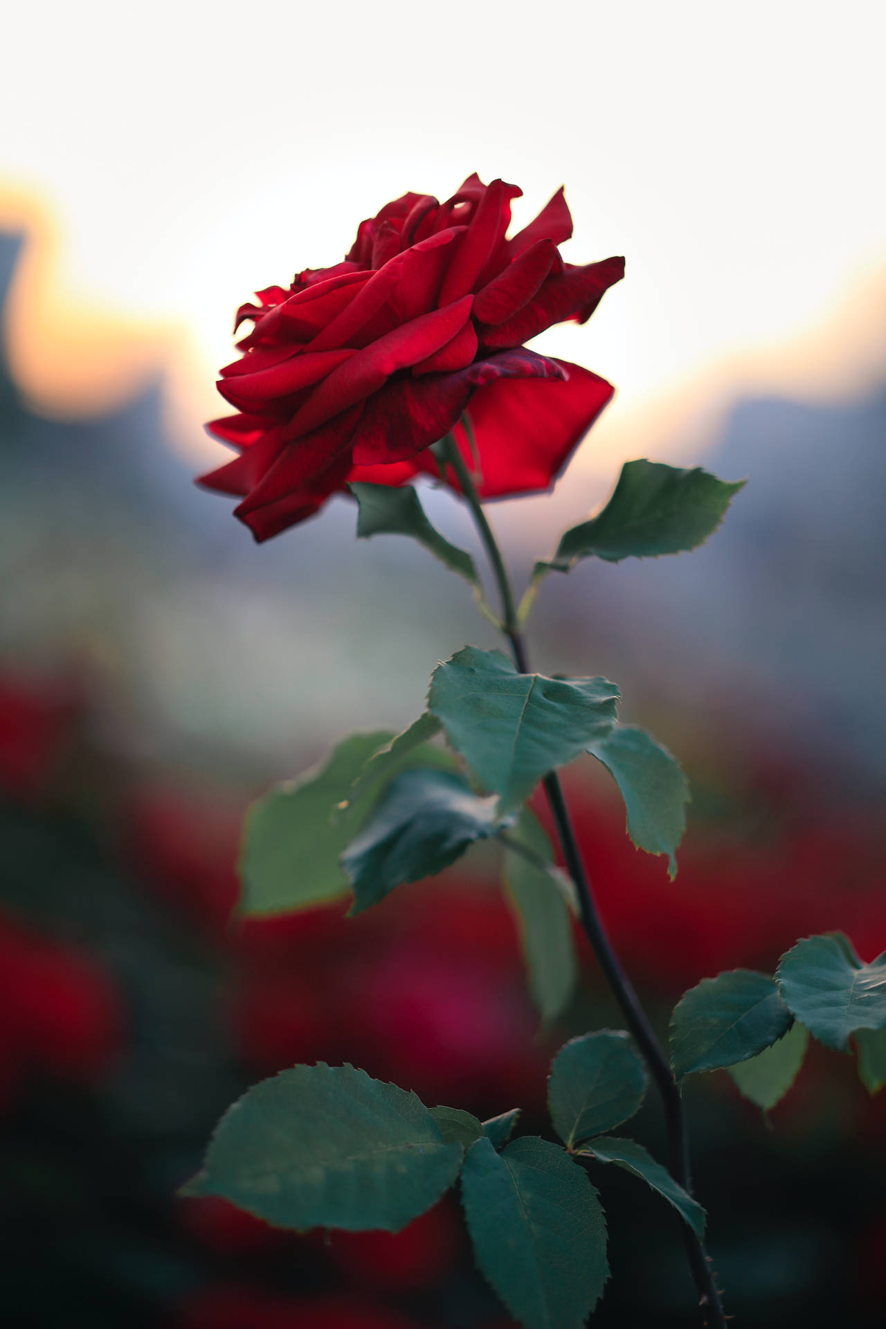 Selective Focus Rose Aesthetic Background