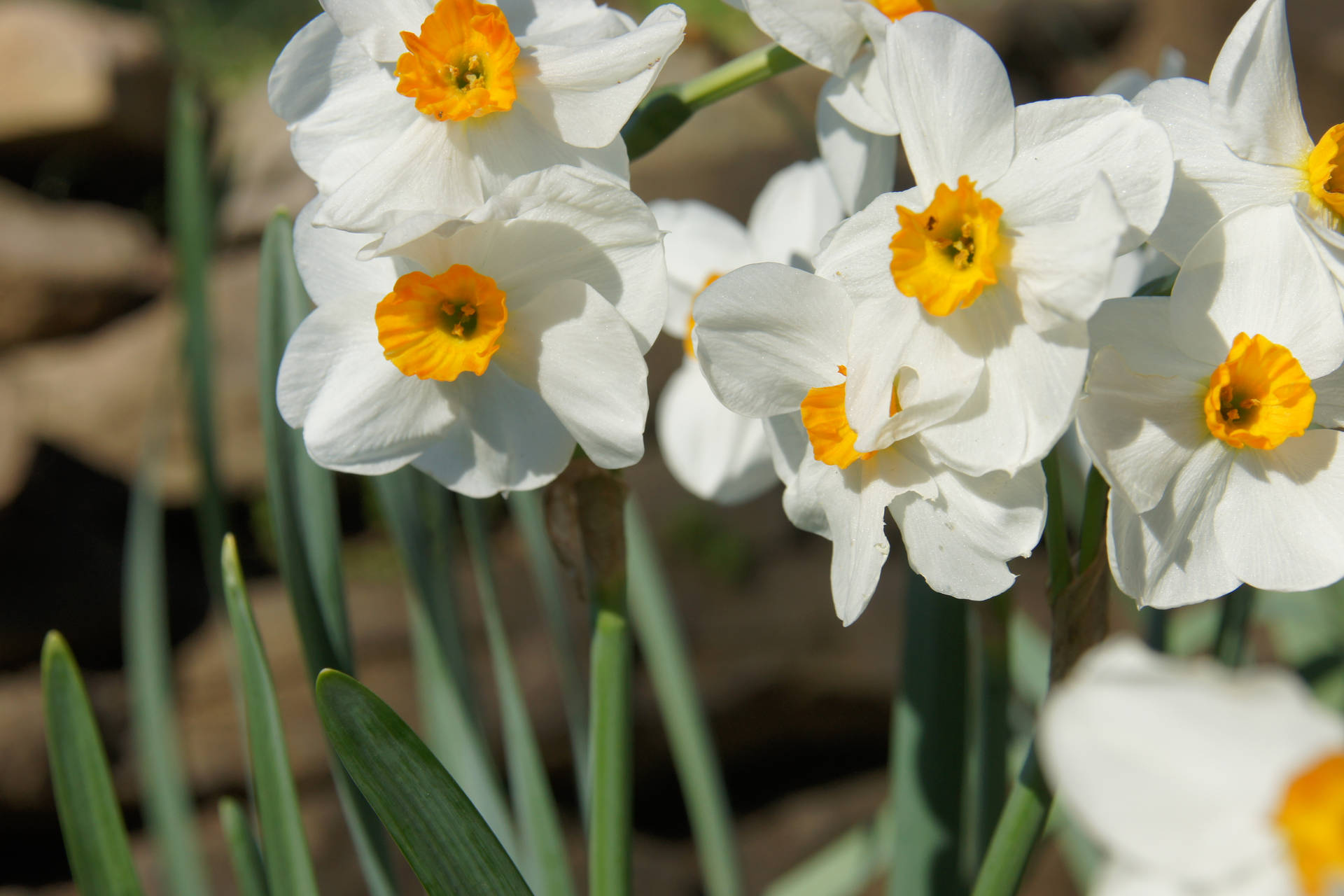 Selective Focus Shot Of White Daffodils Background