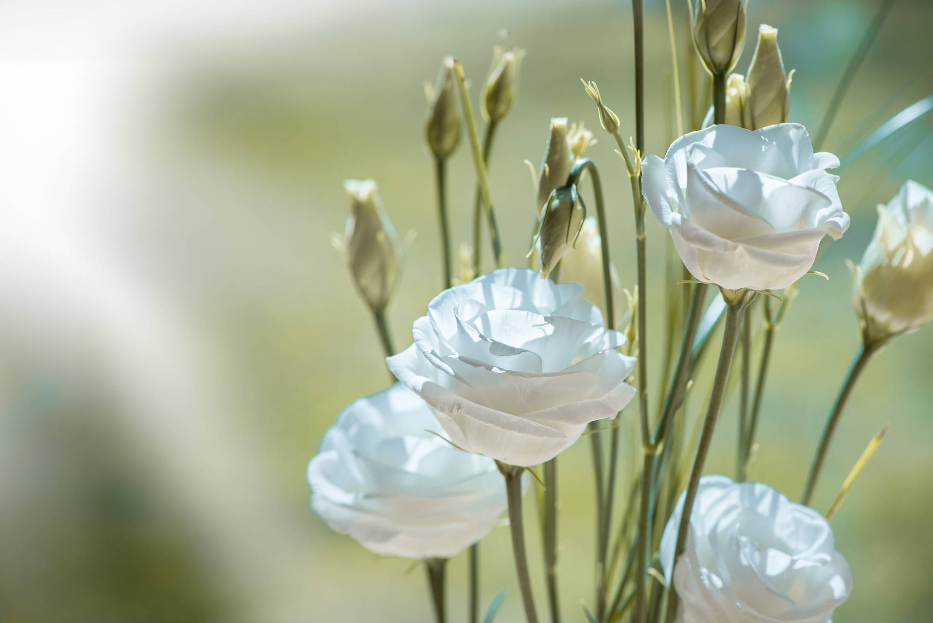 Selective Focus White Flower Blossoms Background