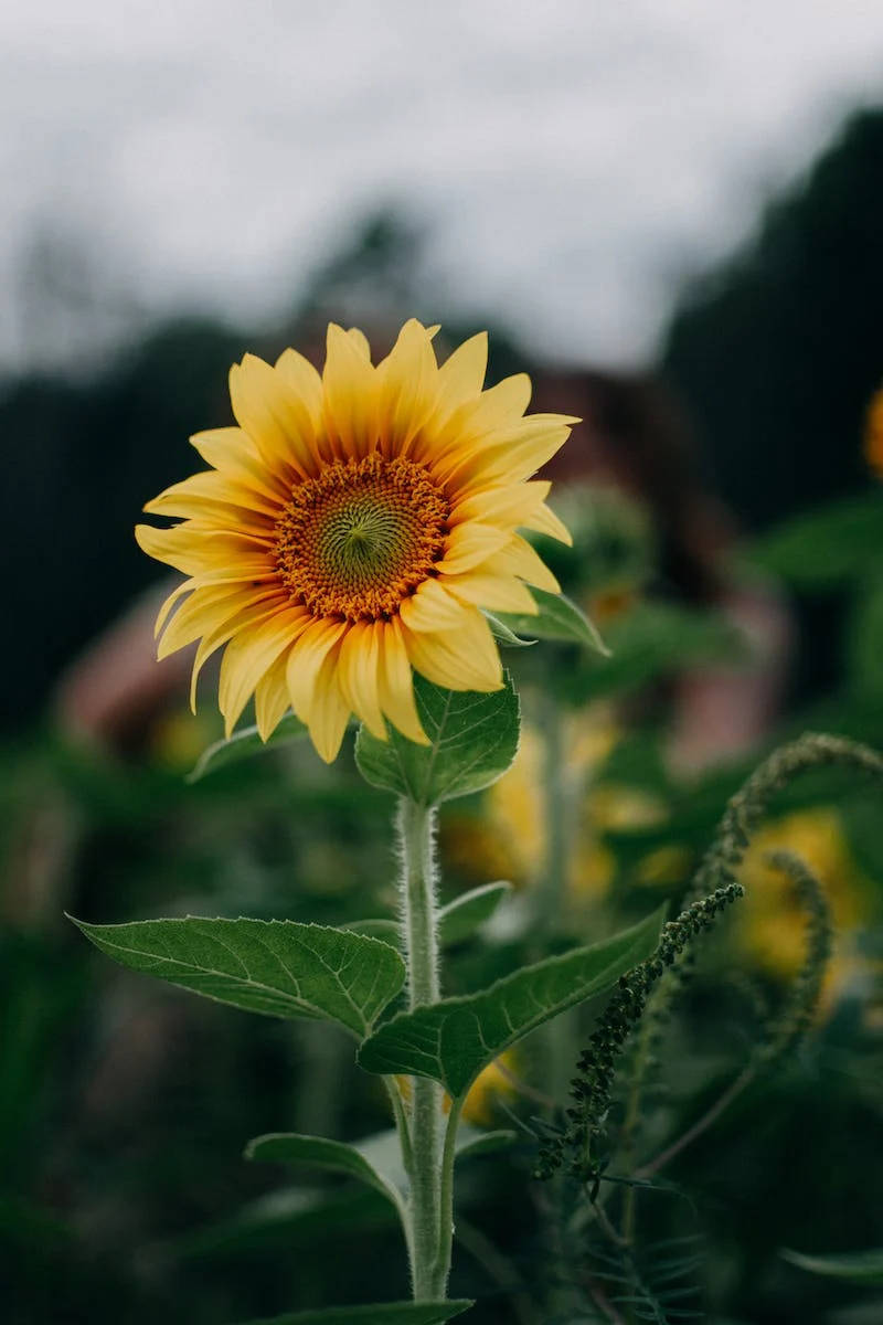 Selective Shot Of Sunflower Iphone Whatsapp
