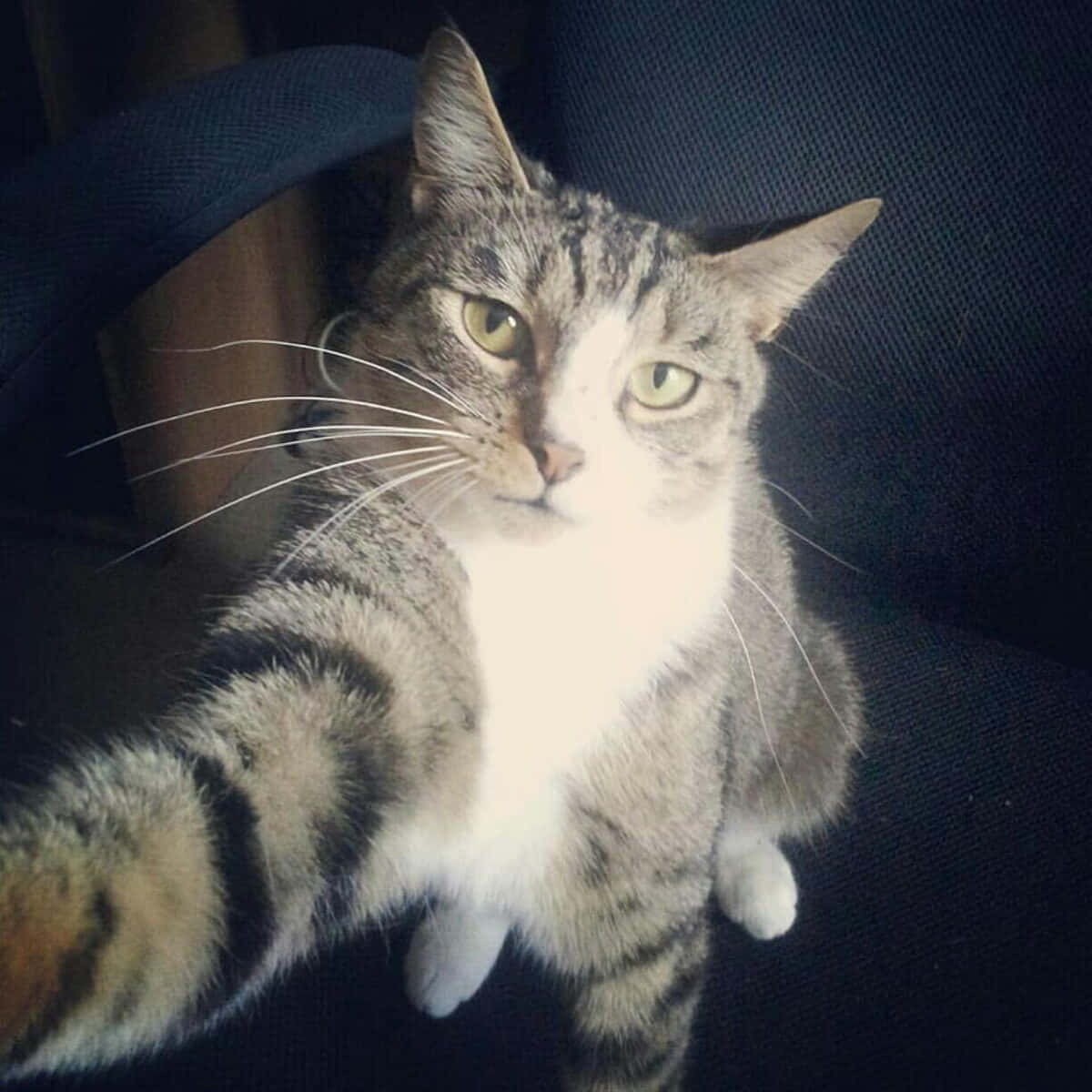 Selfie Cat Funny Discord Pfp Background