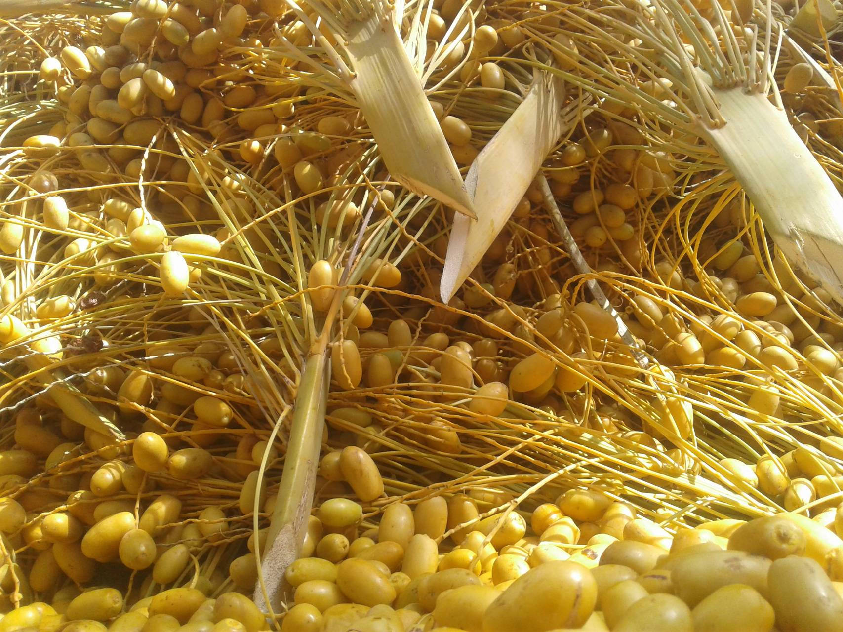 Semi-ripe Yellow Barhi Dates