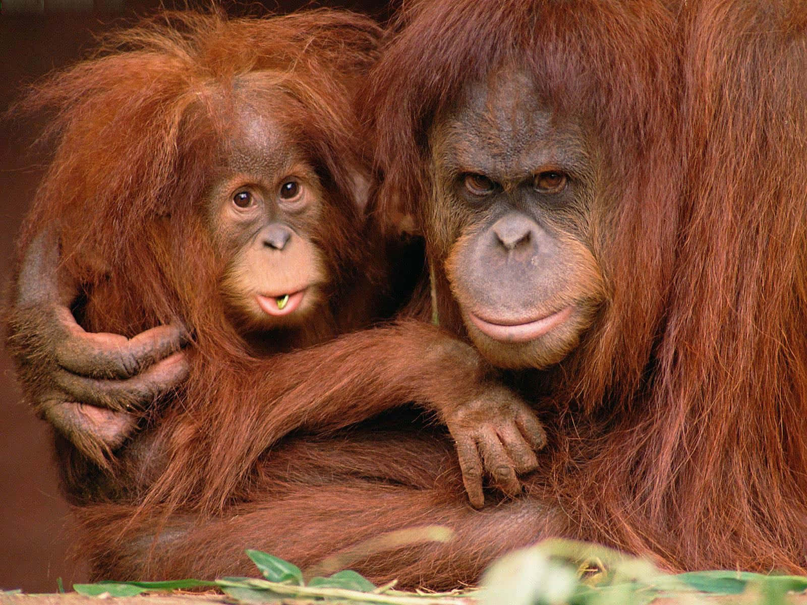 Semi-social Apes Orangutan Background