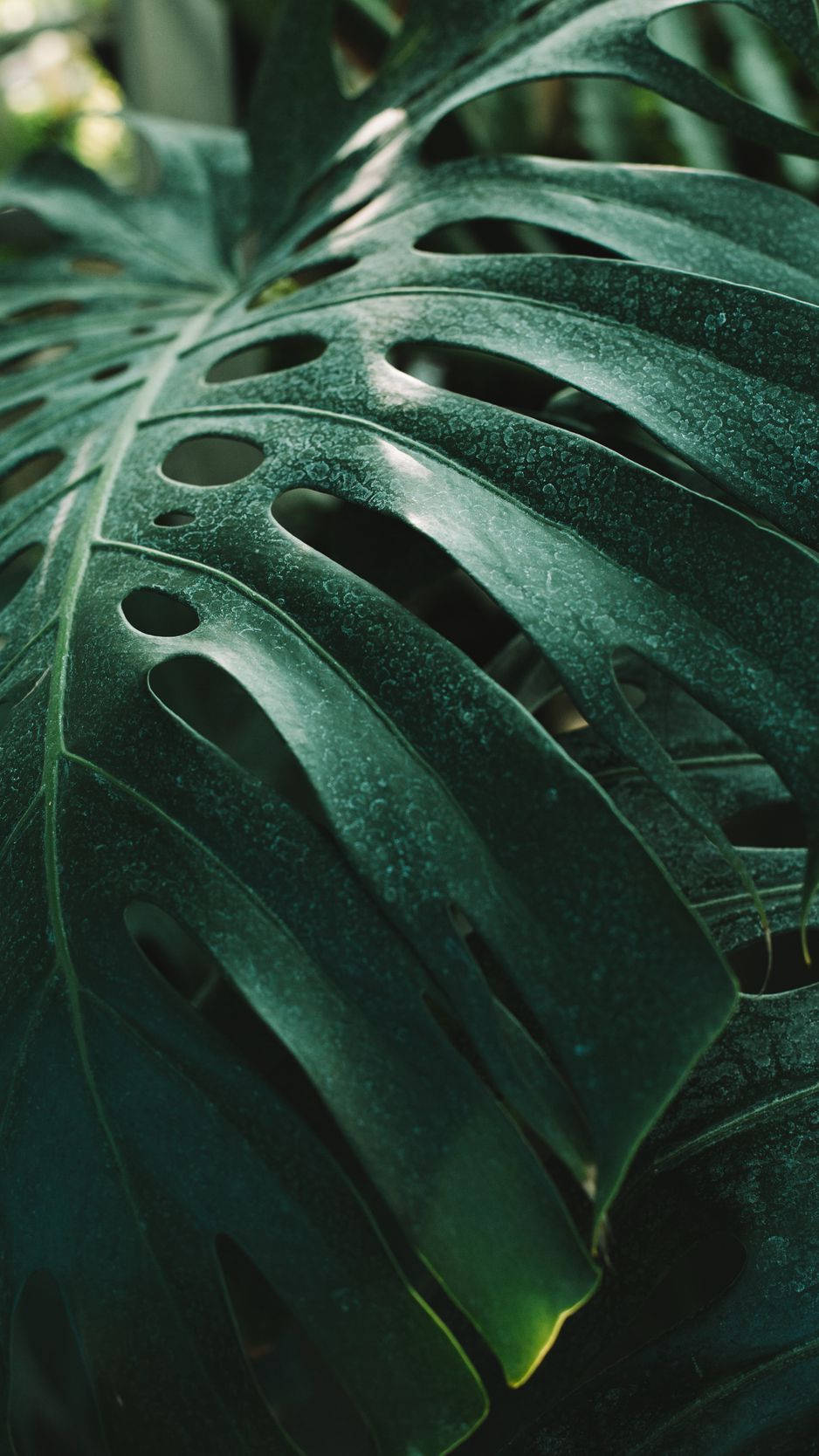 Send A Message Of Nature And Technology With This Plant Iphone Wallpaper Background