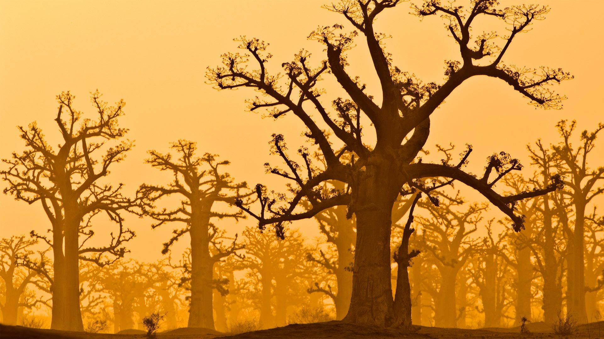 Senegal Baobab Trees Background
