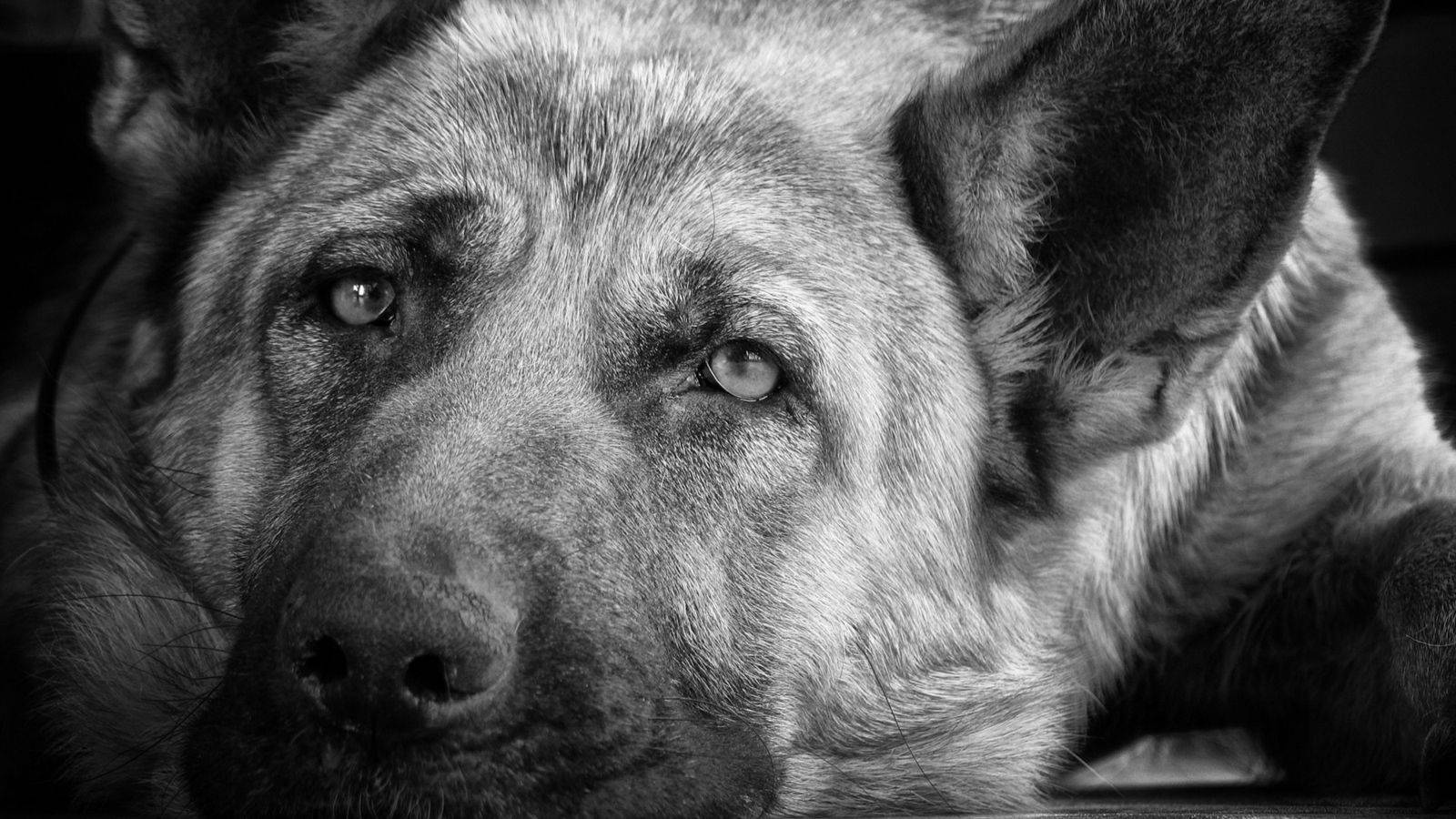 Senior Black And White Dog Background