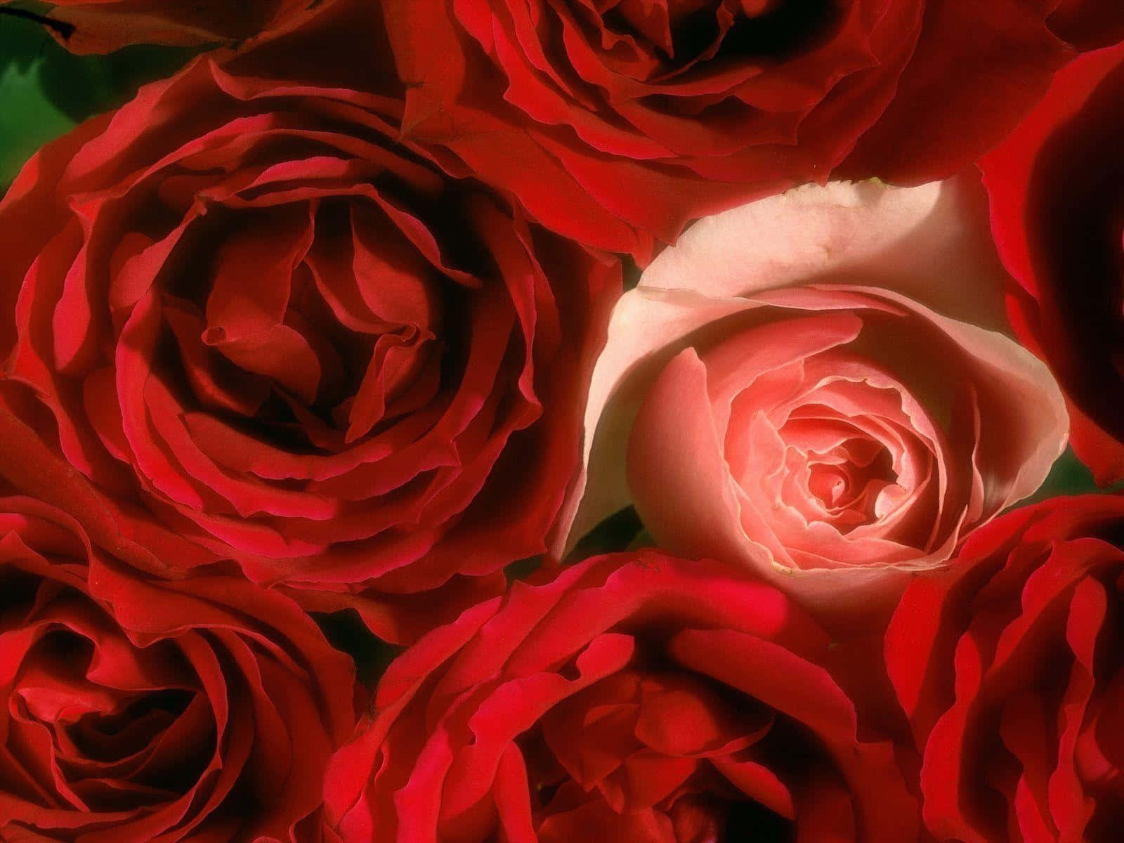 Sensual Rose Background