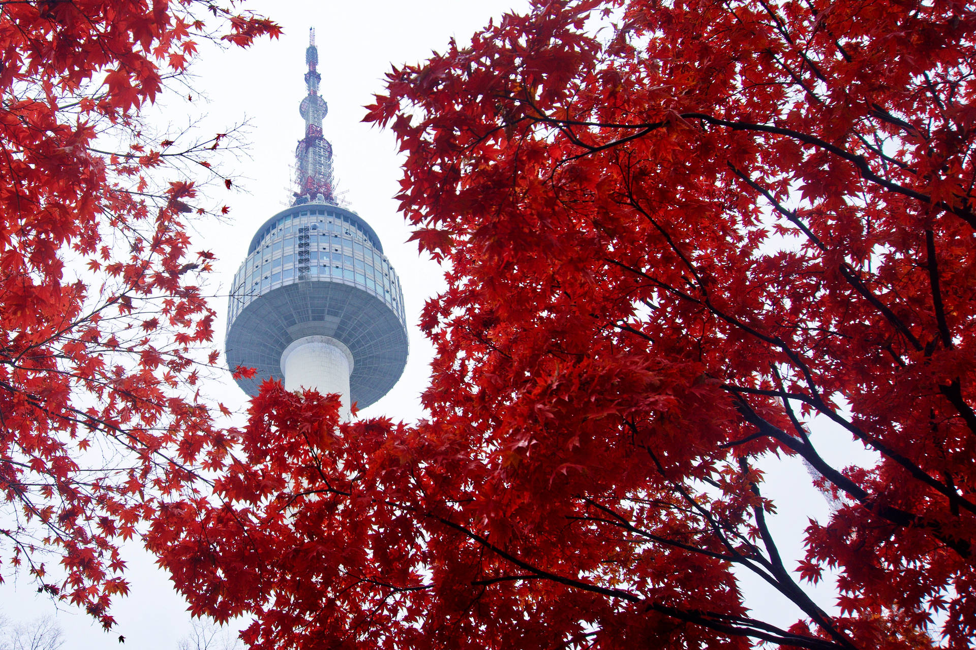 Seoul Tower Red Autumn Background