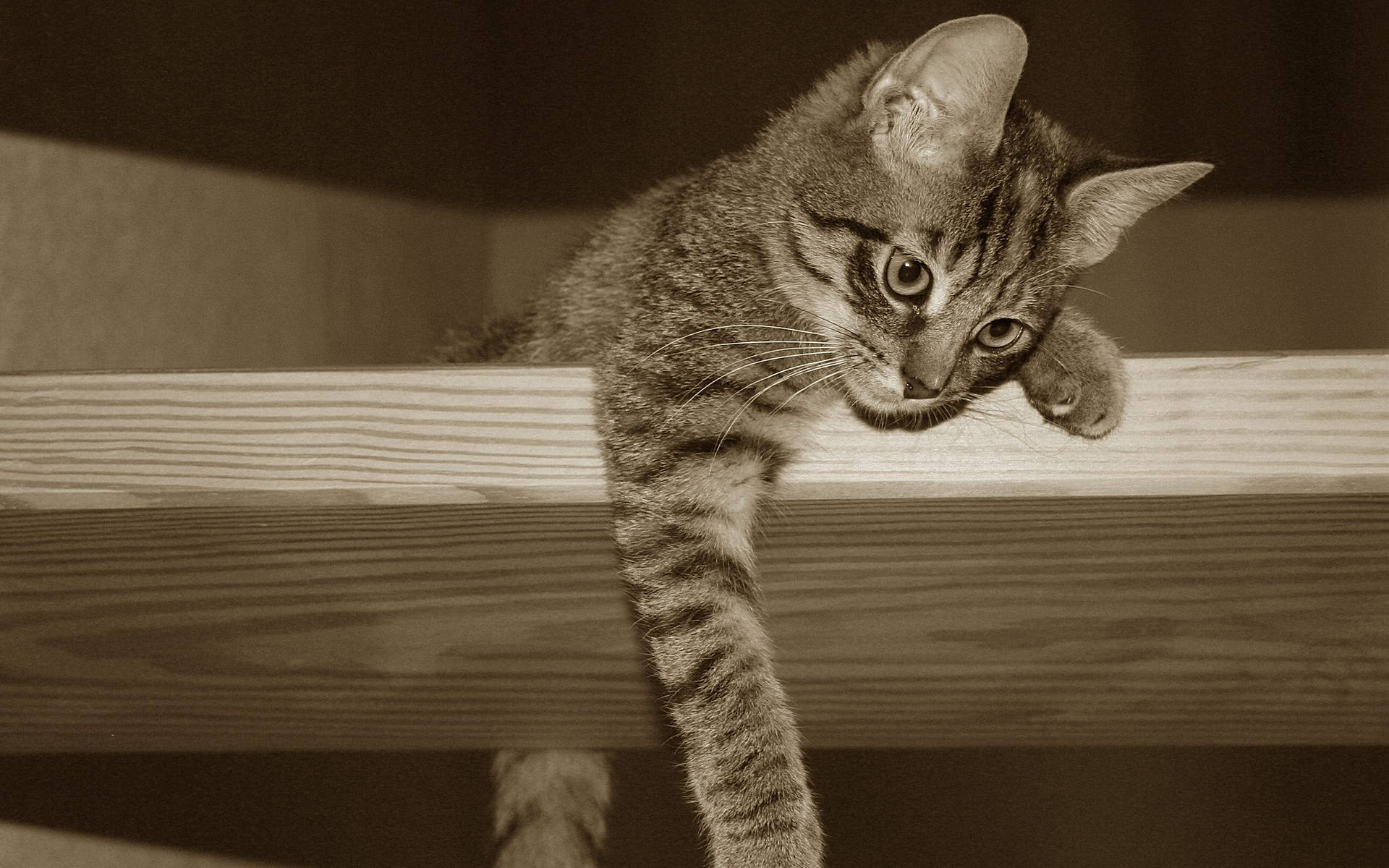 Sepia Photo Of Kawaii Cat On Ledge