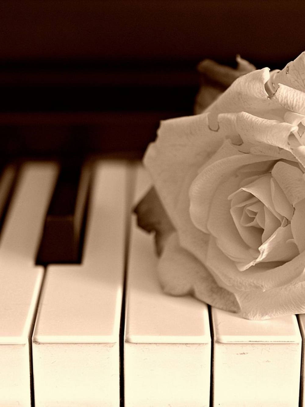 Sepia Rose Keyboard Aesthetic Background