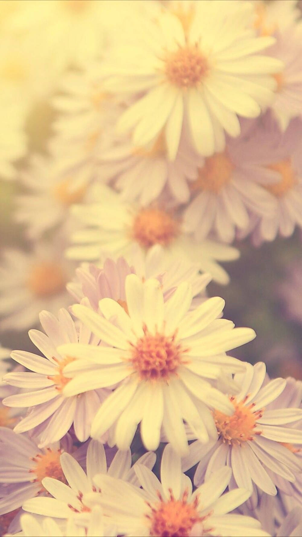 Sepia-toned Daisy Bloom On Phone Screen Background