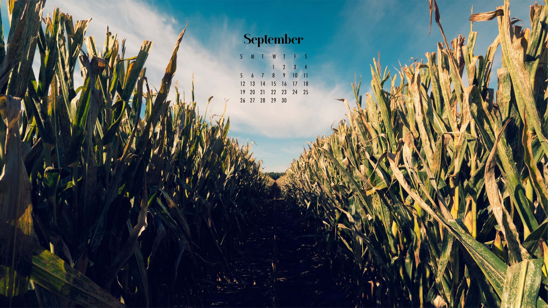 September 2021 Calendar Cornfield