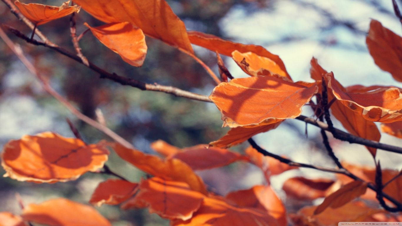 September In November - Autumn Still Alive