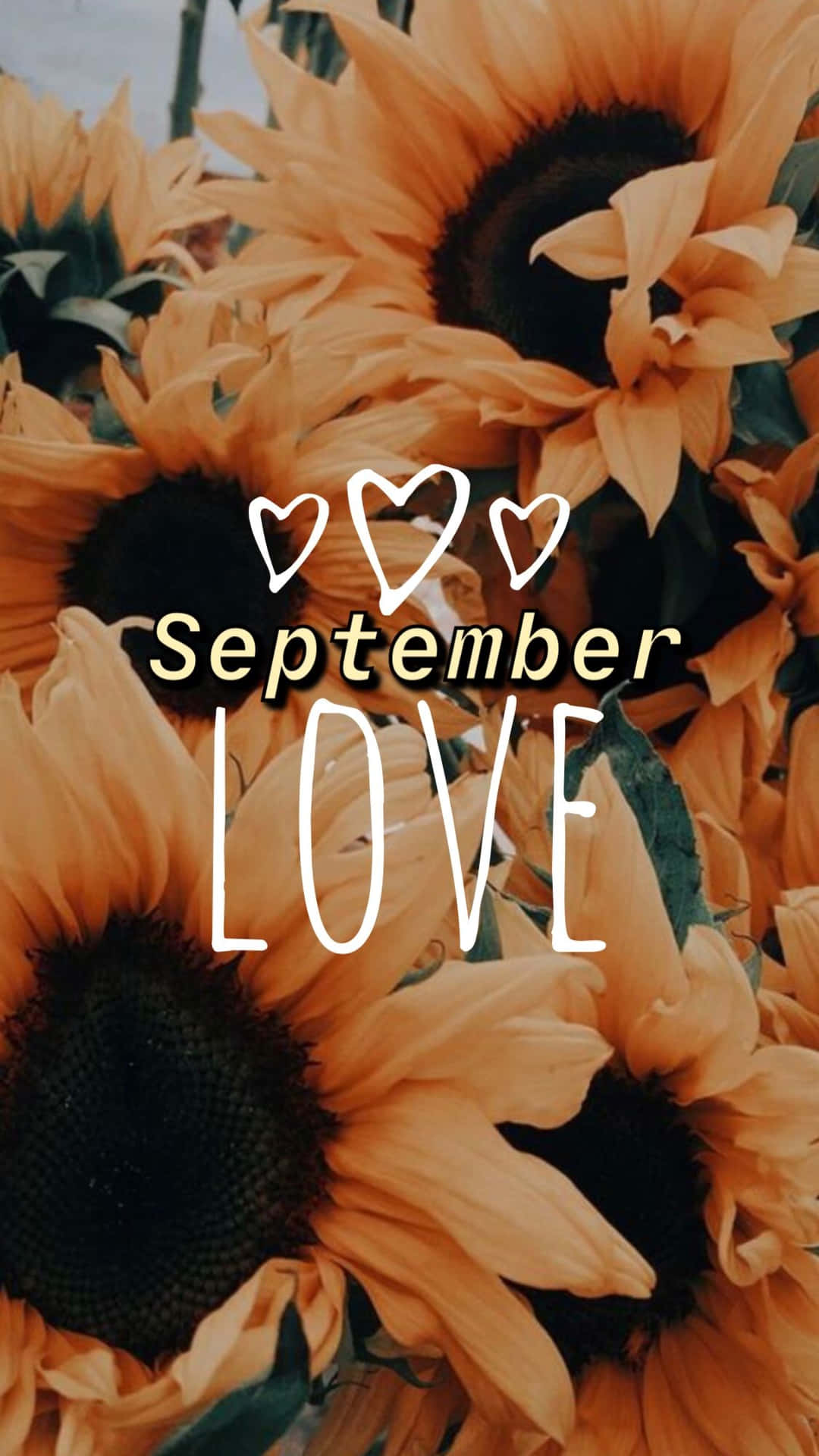September Love Sunflowers Background Background