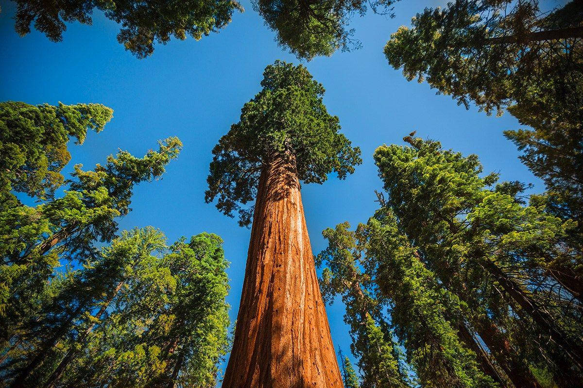 Sequoia National Park Blue Sky