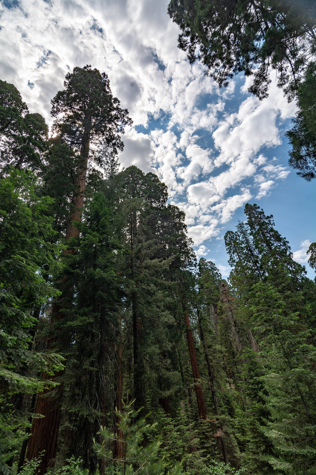 Sequoia National Park Blue Sky View Background