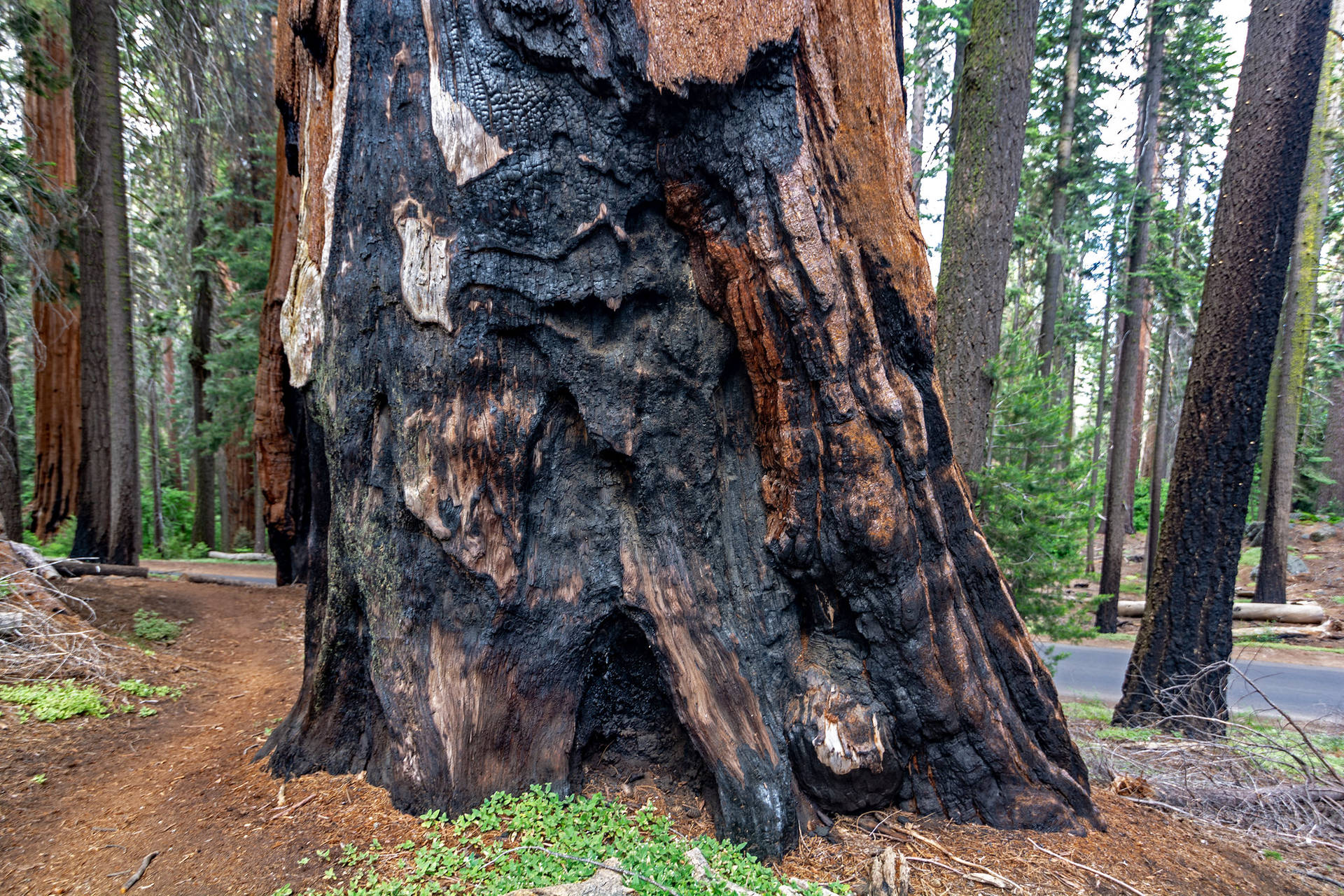 Sequoia National Park Burned Tree