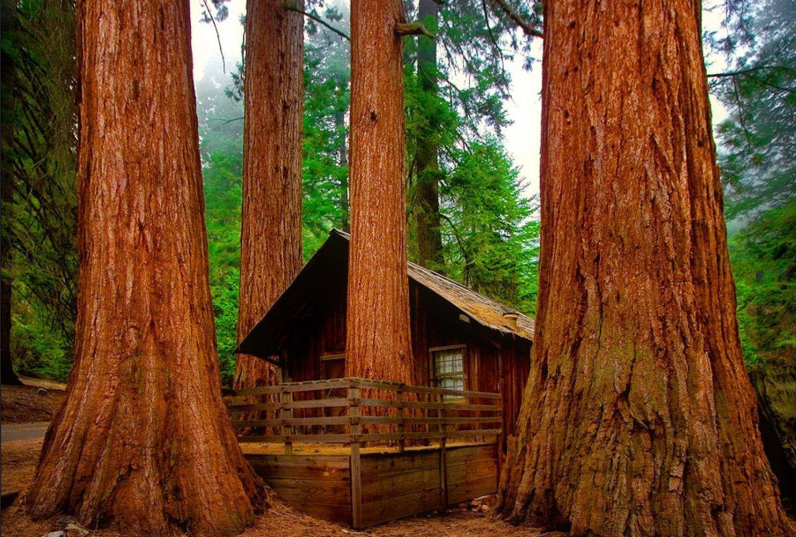 Sequoia National Park Cottage Background