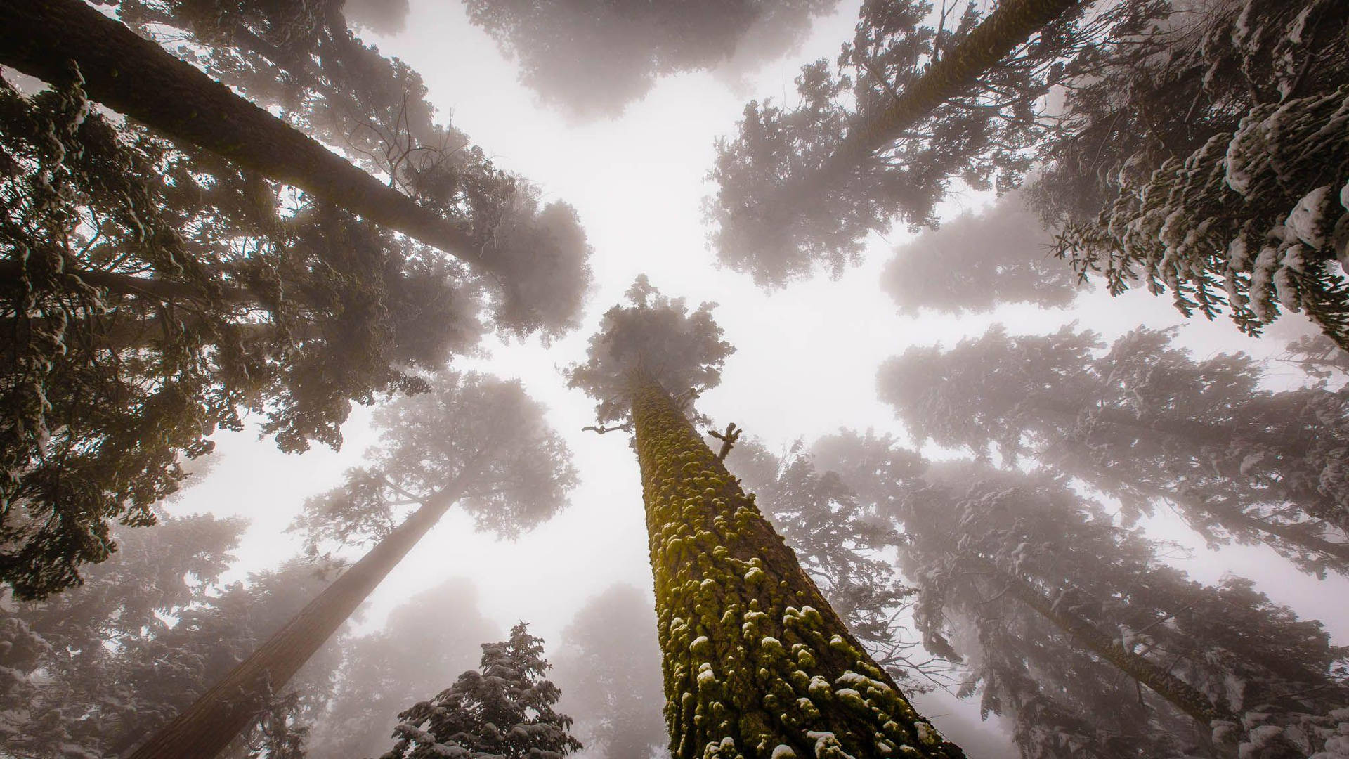 Sequoia National Park Foggy Sky Background