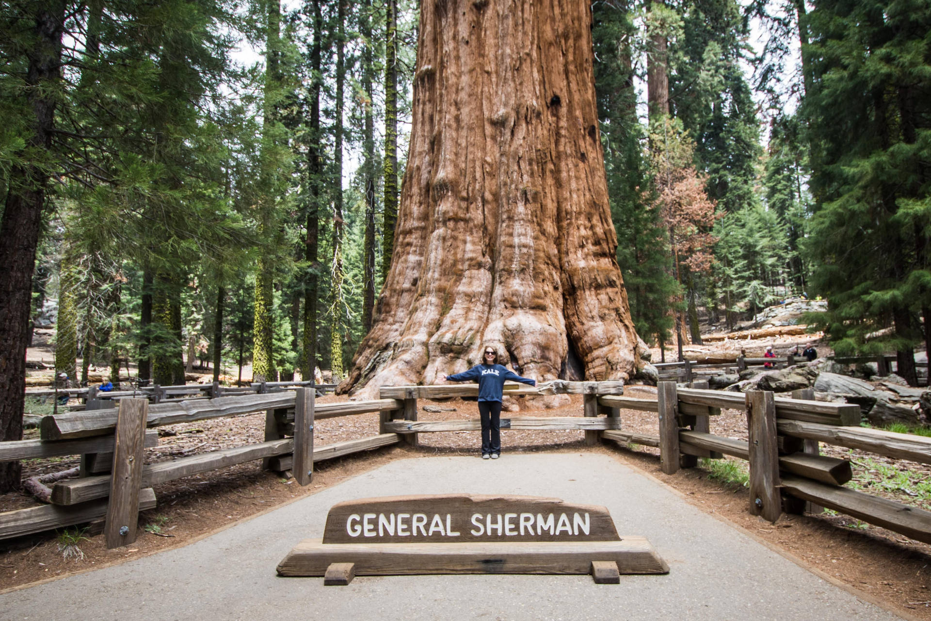 Sequoia National Park General Sherman Background