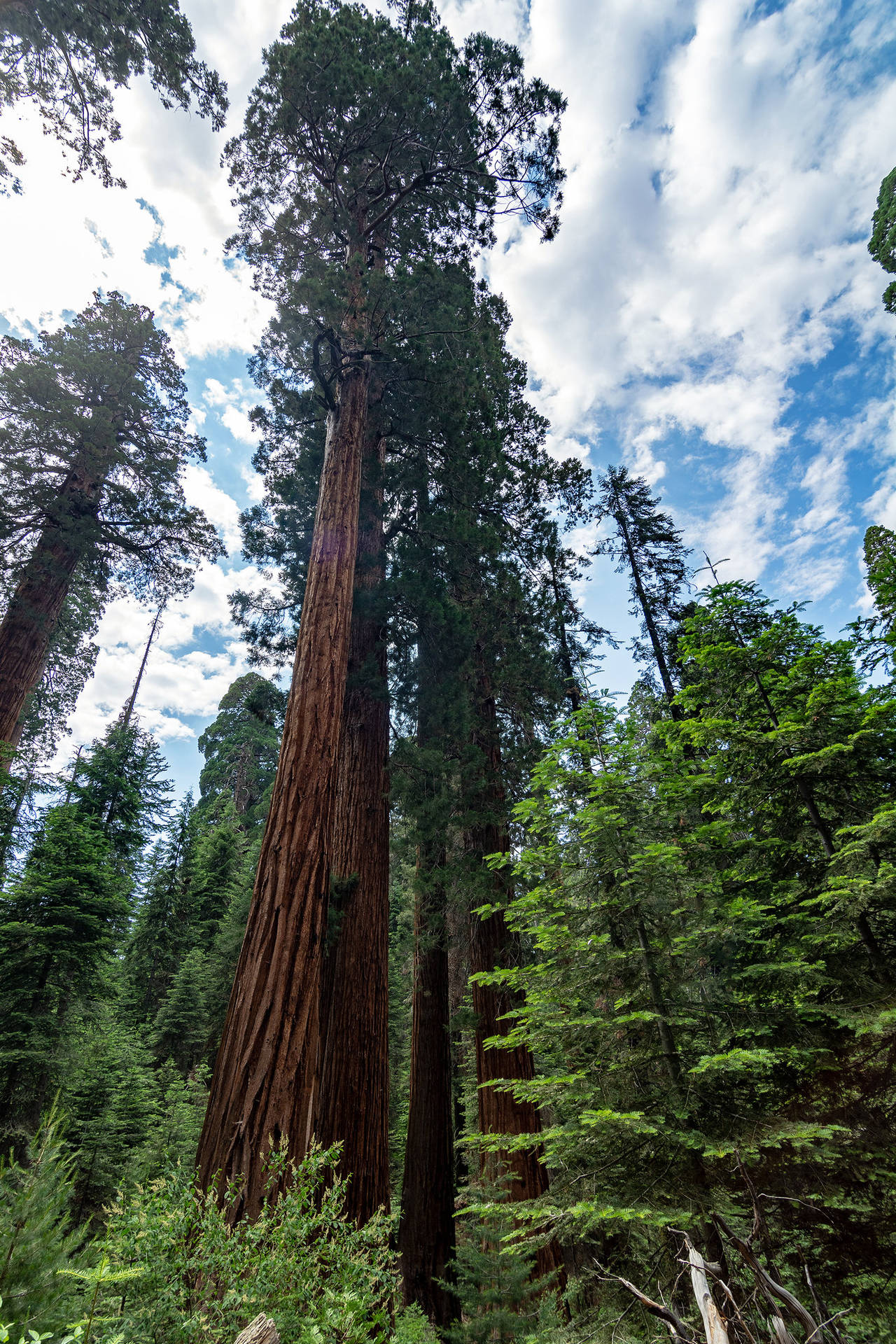 Sequoia National Park Green View Background