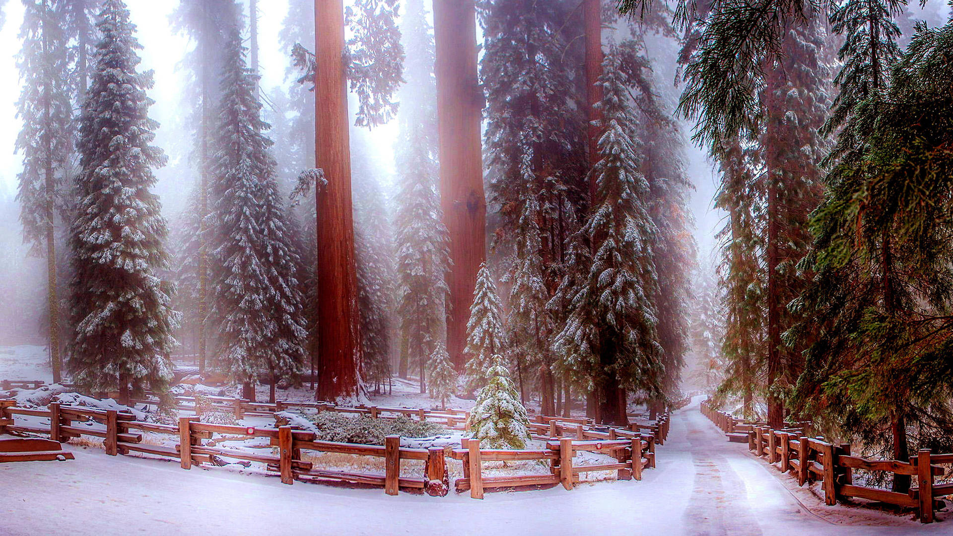 Sequoia National Park In Winter Background