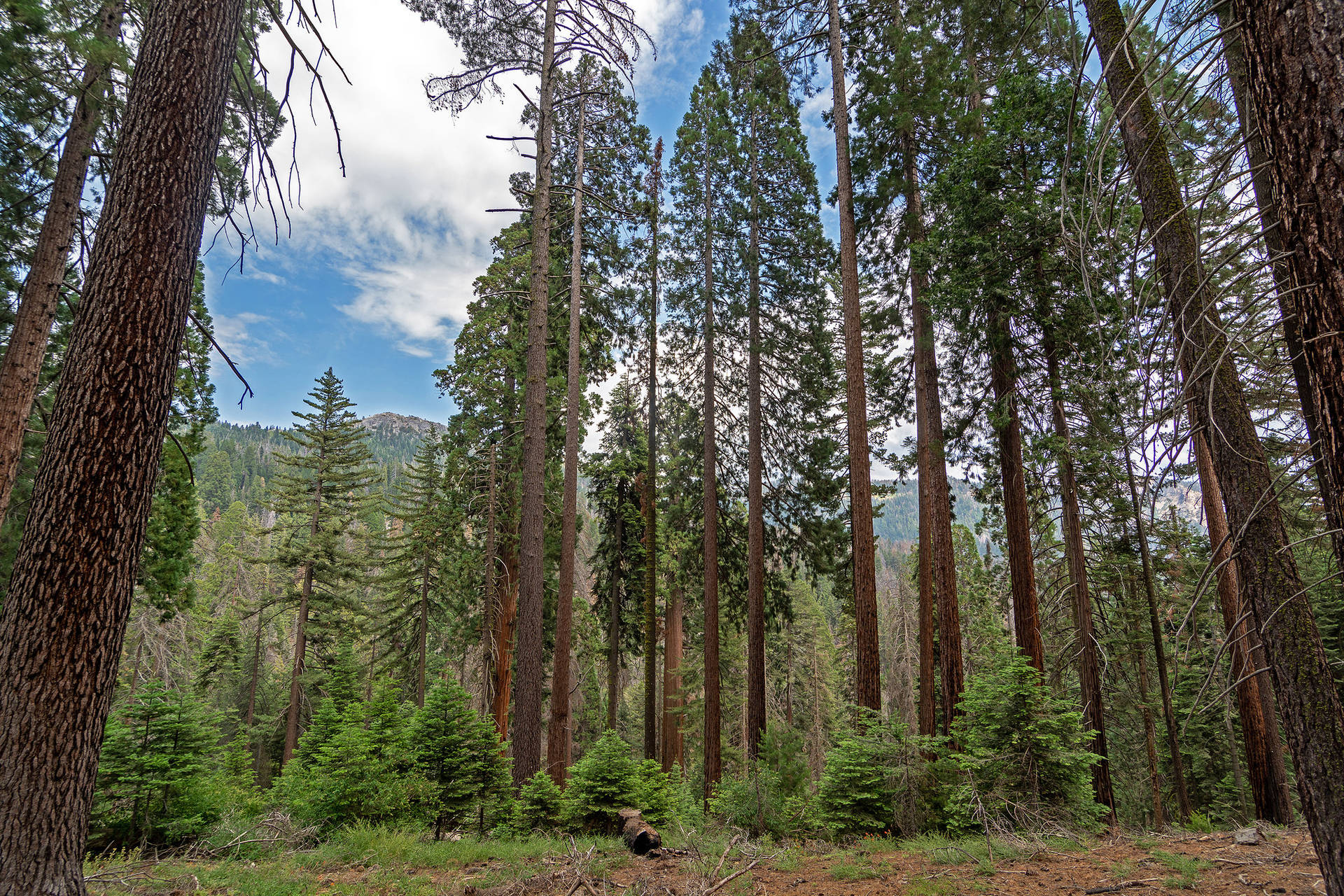 Sequoia National Park Line Of Trees Background