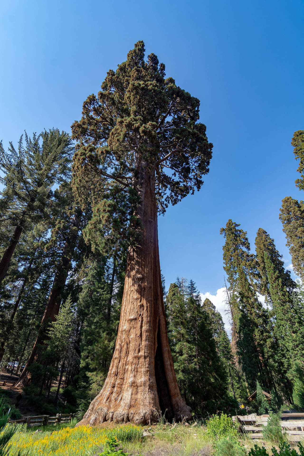 Sequoia National Park Lone Tree Background