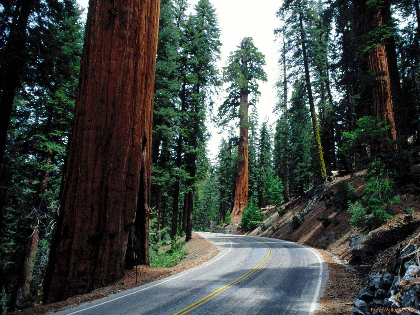 Sequoia National Park Road