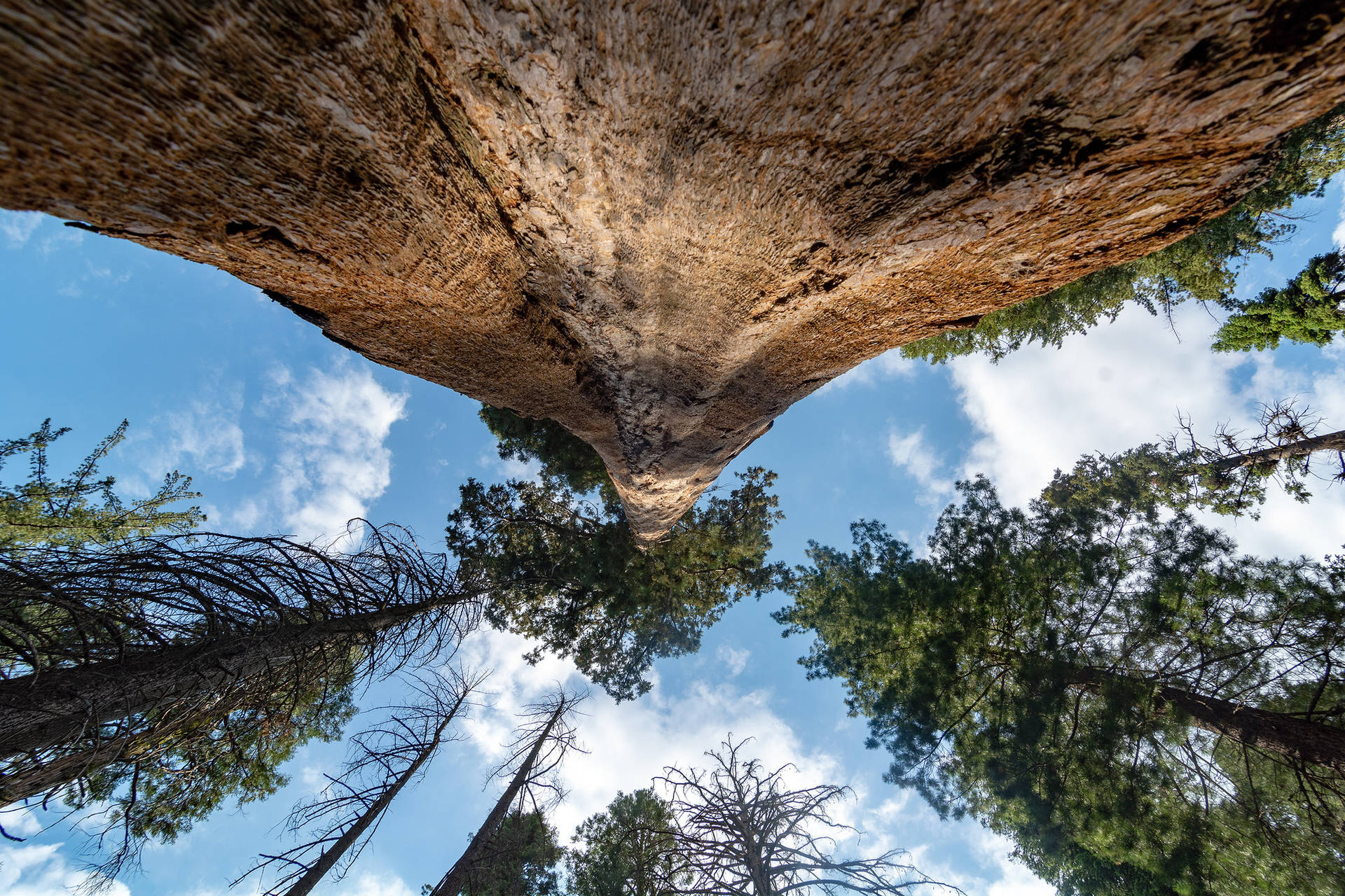 Sequoia National Park Sky