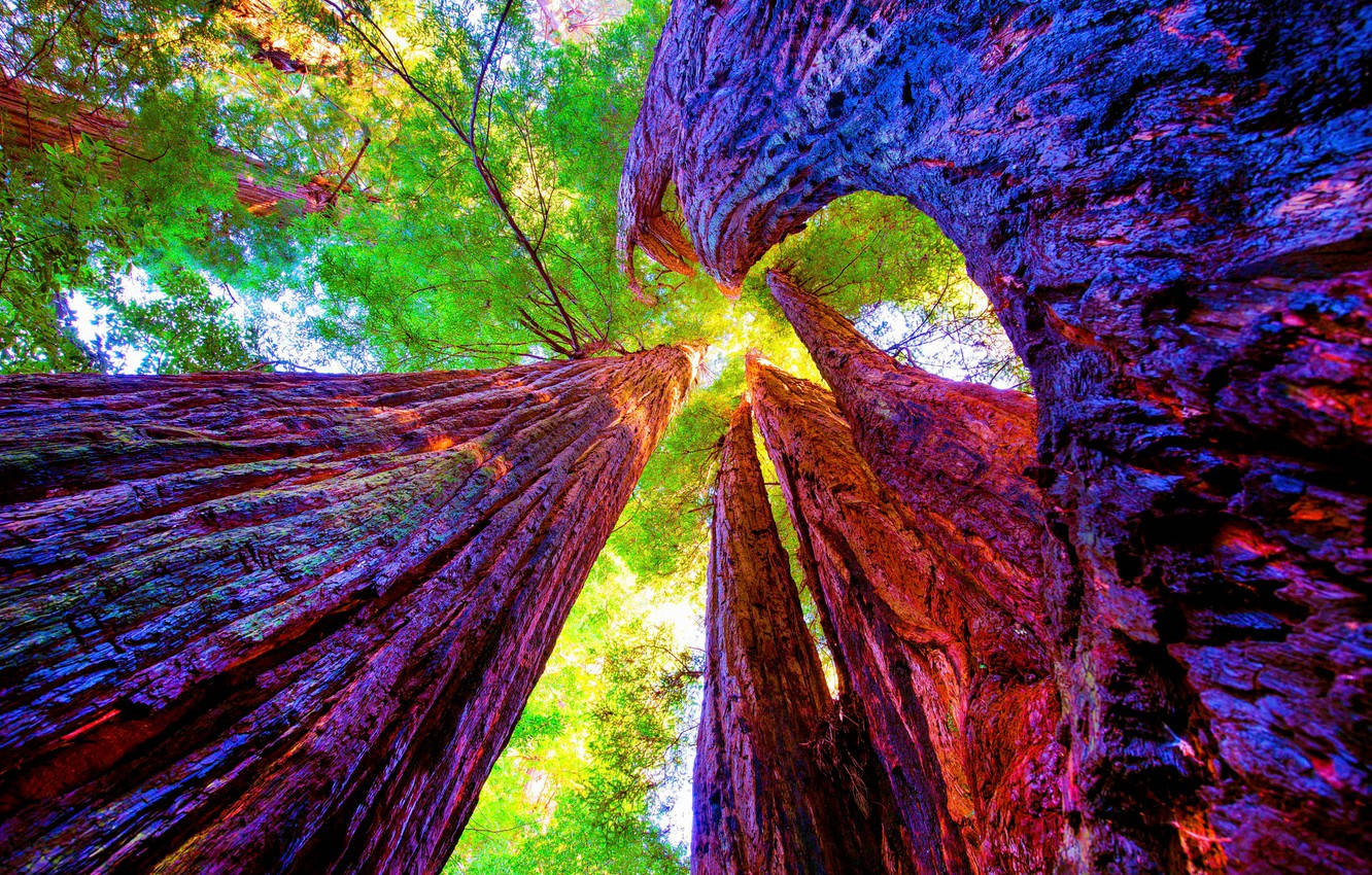 Sequoia National Park Spiral View