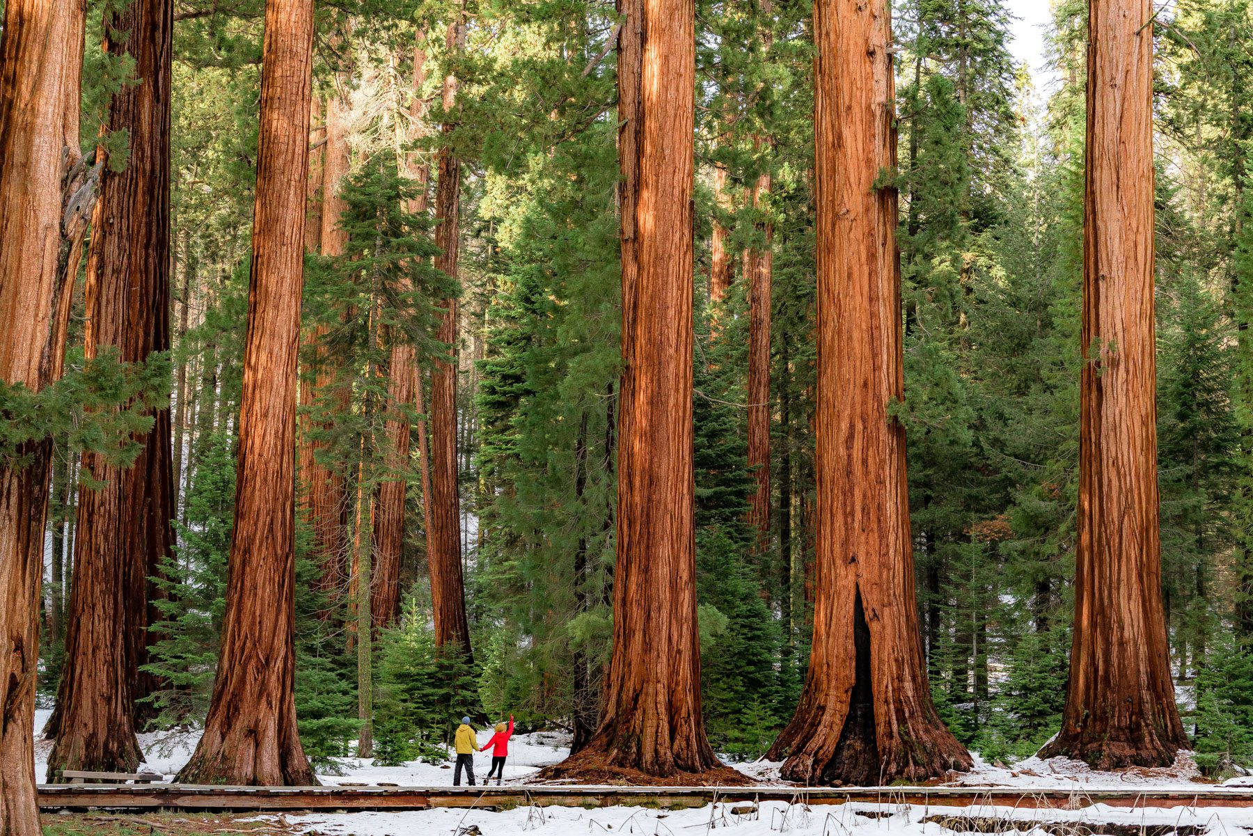 Sequoia National Park Towering Sights