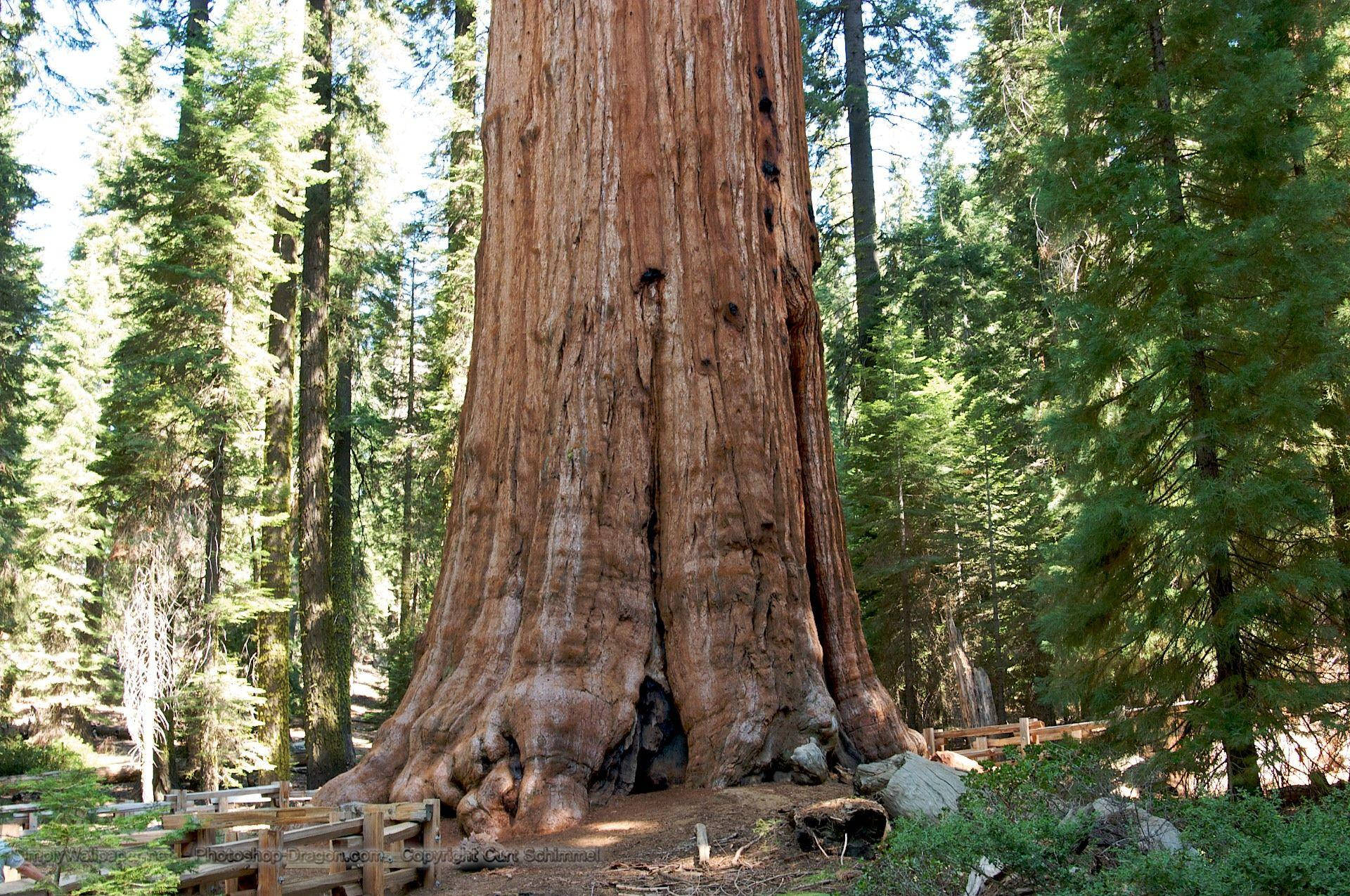 Sequoia National Park Tree Base Background