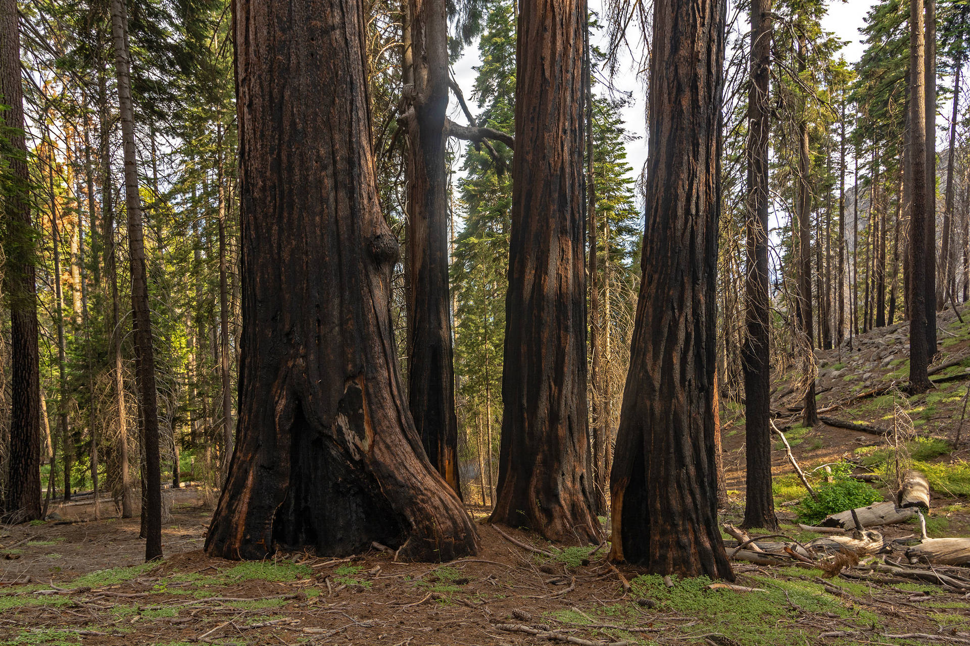 Sequoia National Park Tree Trunks Background