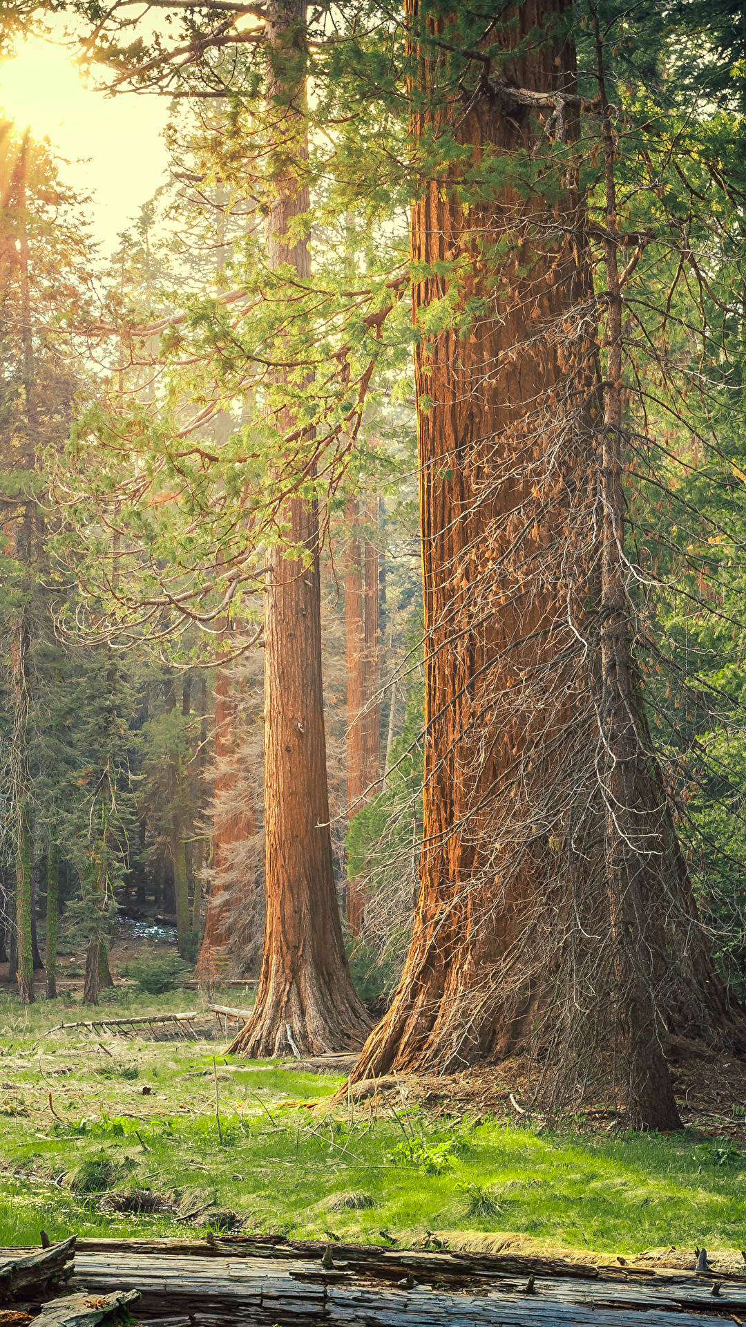 Sequoia National Park Trees In Sunlight Background