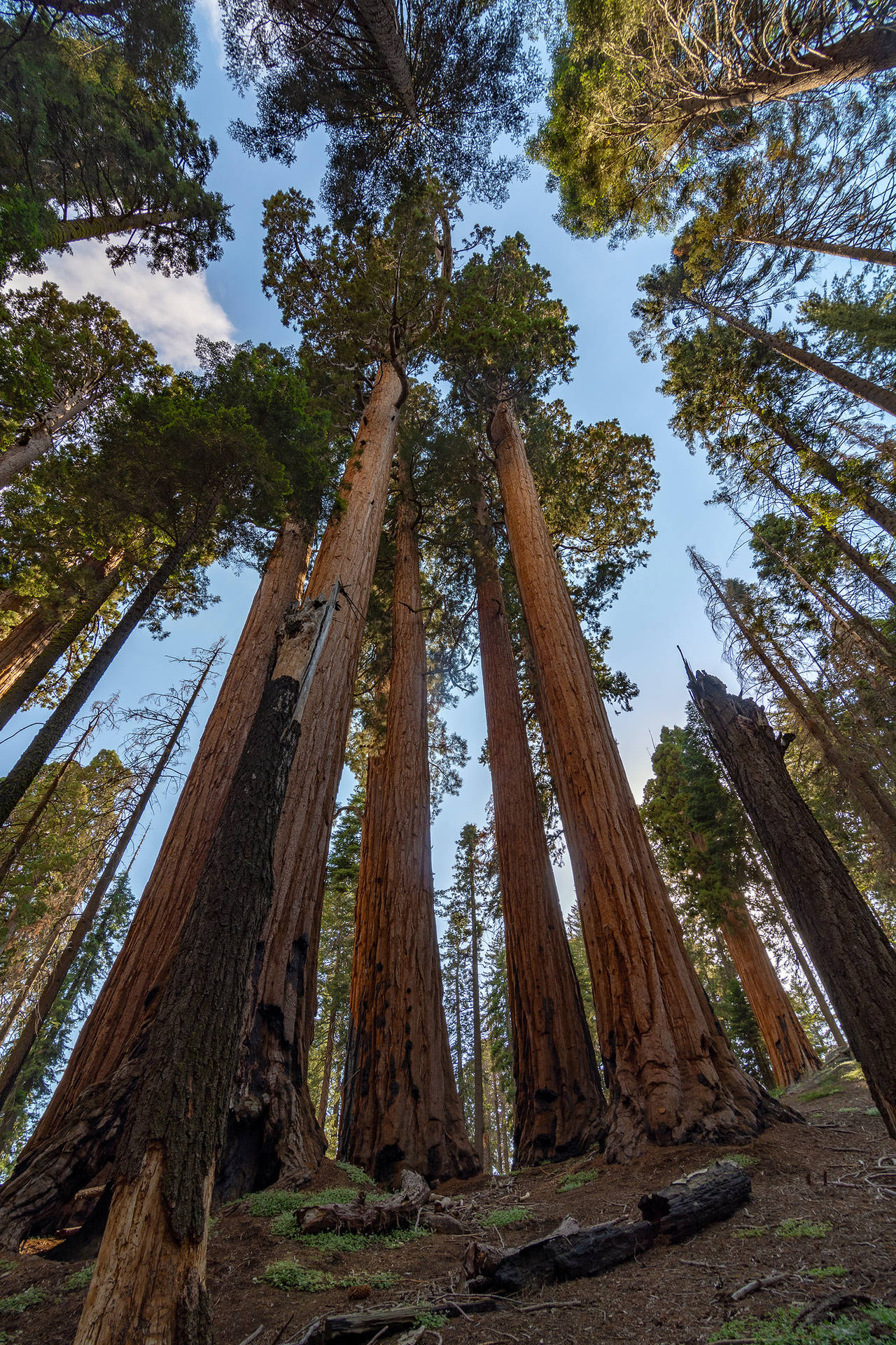 Sequoia National Park Trees Reaching For Sky Background