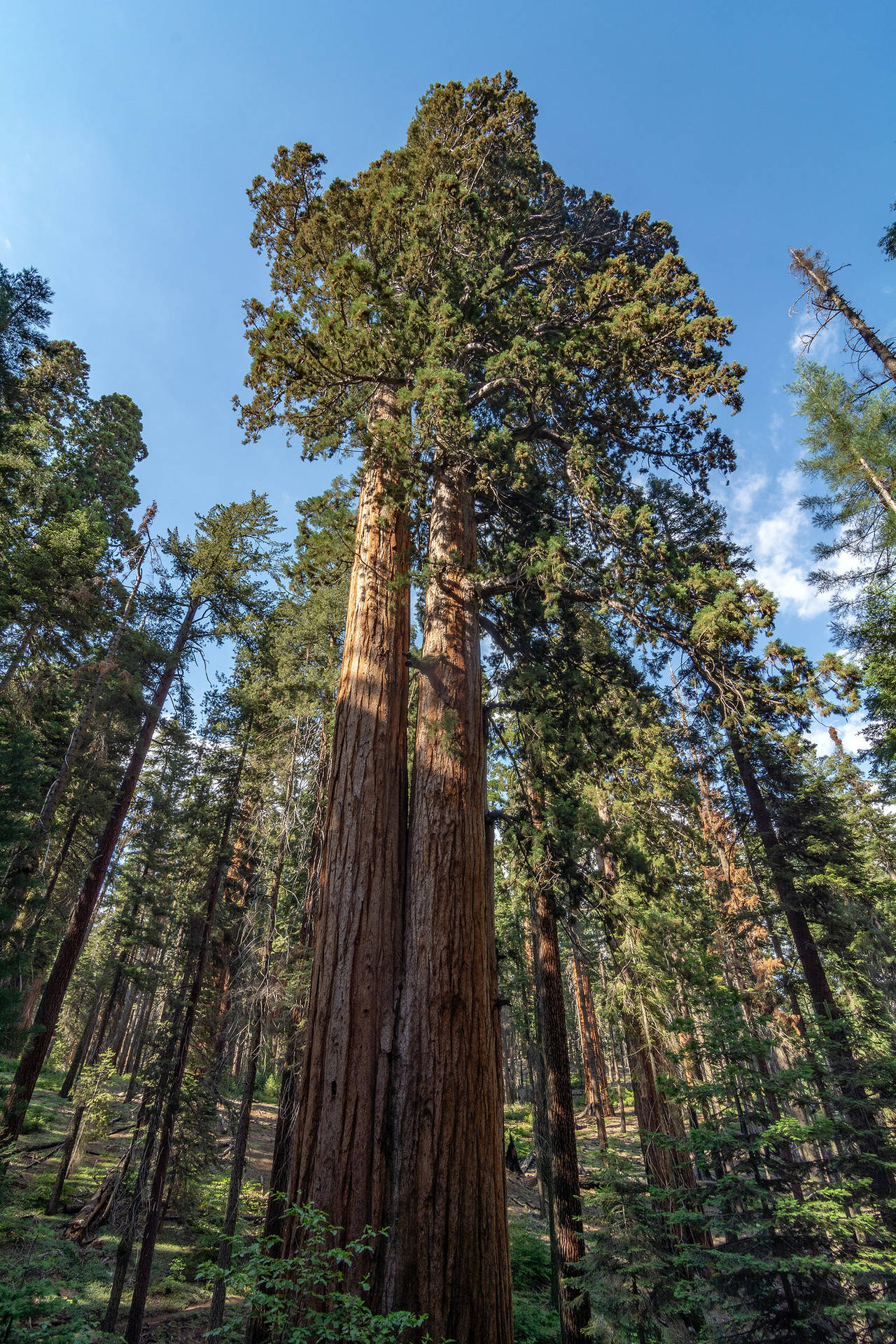 Sequoia National Park Treetops Background