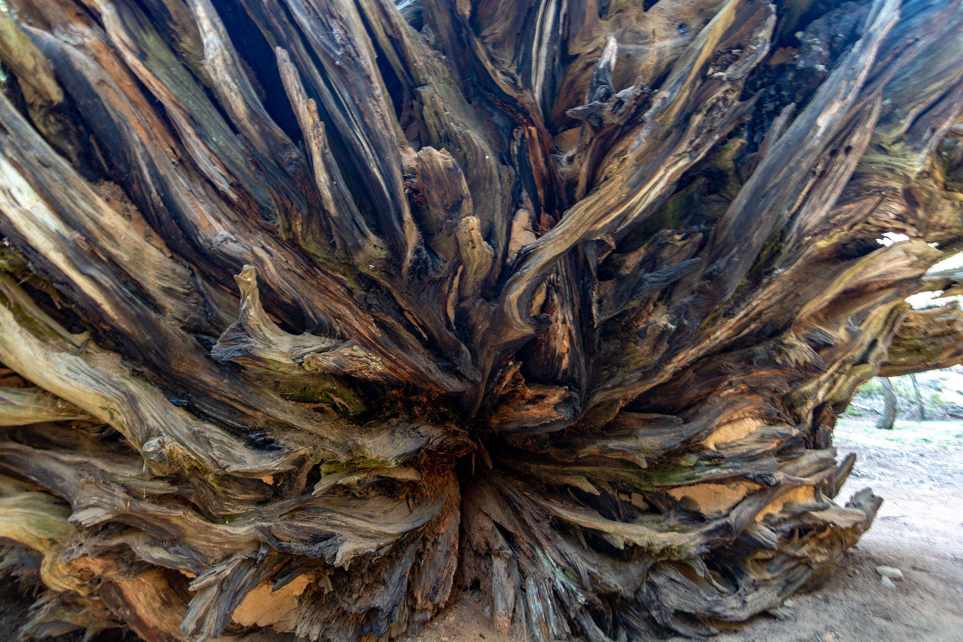 Sequoia National Park Trunk Background