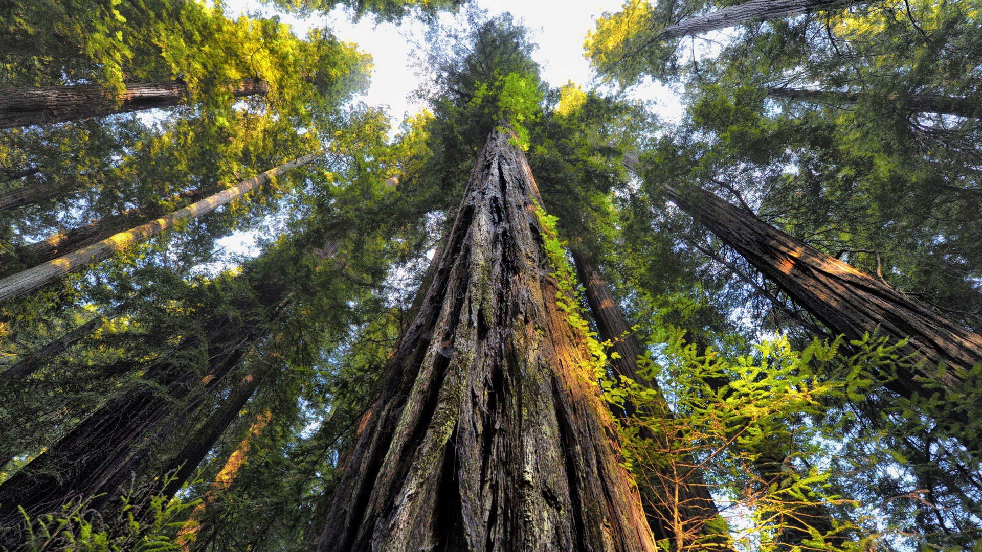 Sequoia National Park Upward Trees